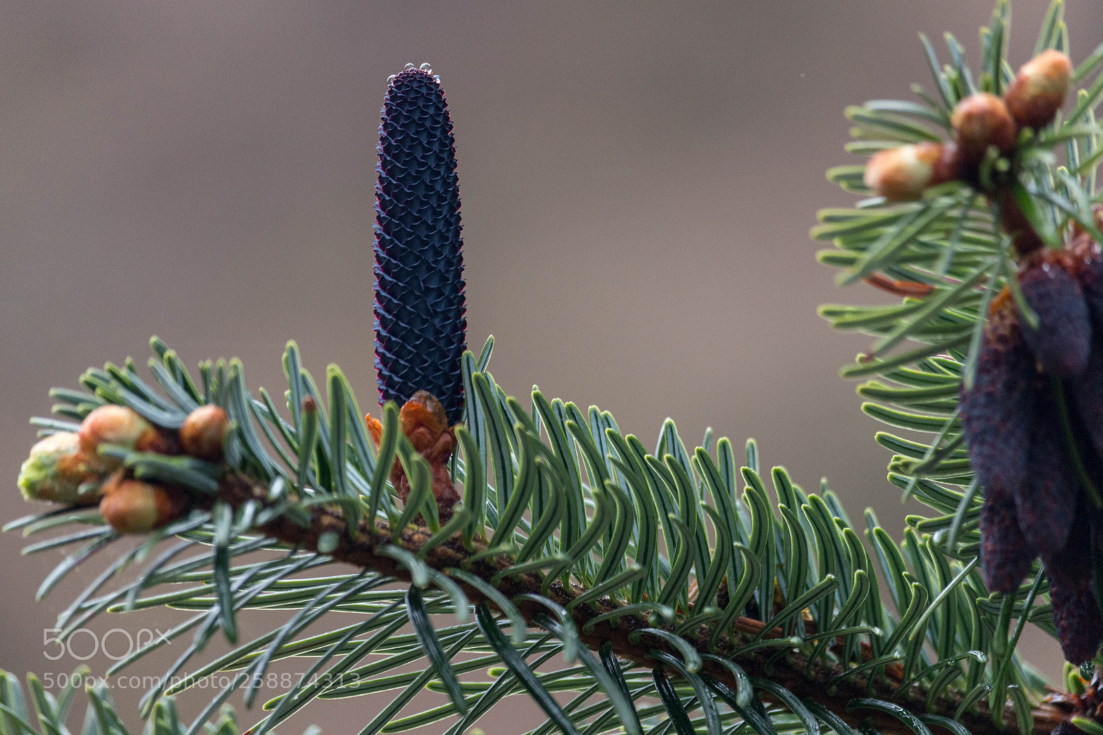 Canon EOS 700D (EOS Rebel T5i / EOS Kiss X7i) sample photo. Cone of abies spectabilis photography