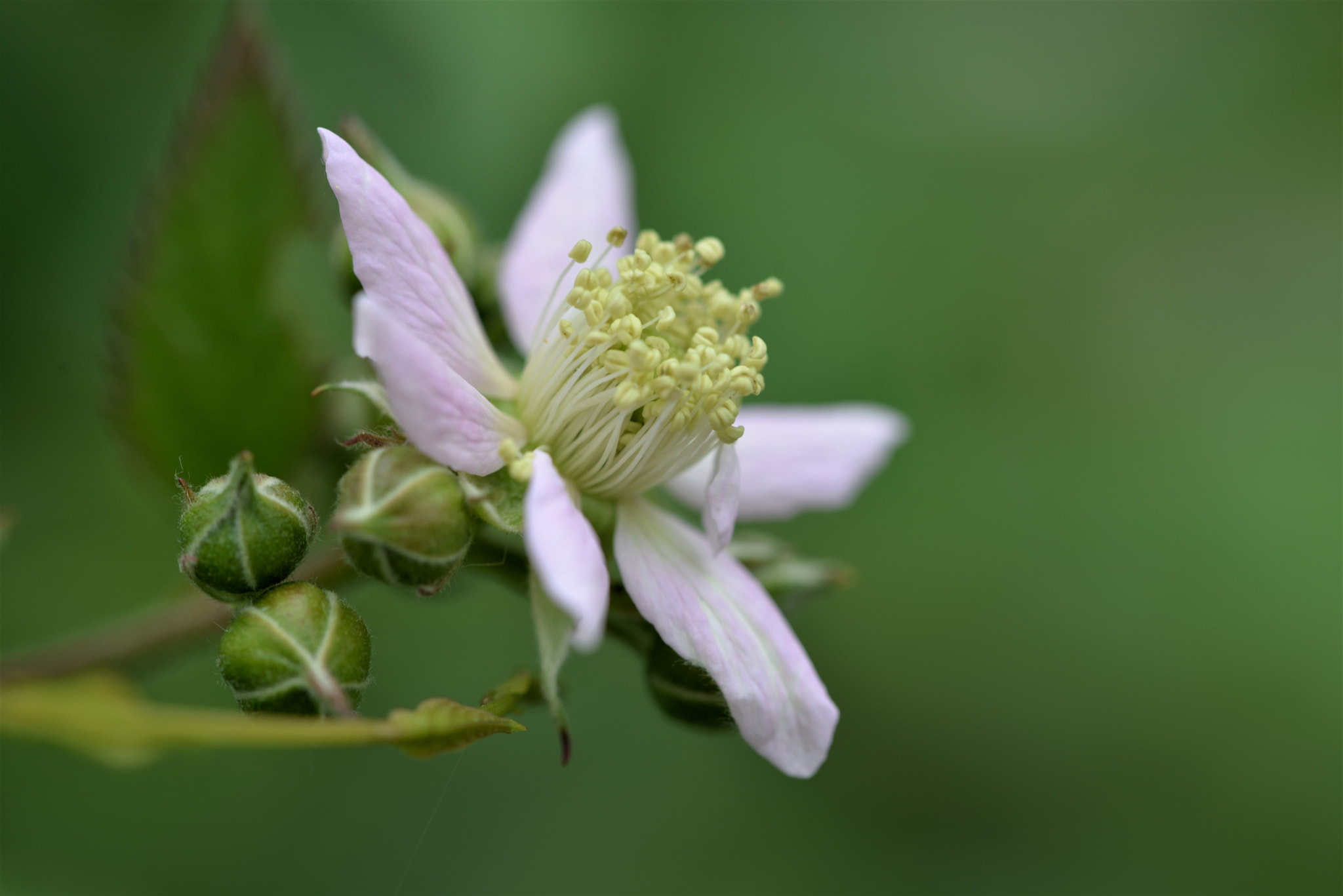 Sigma 105mm F2.8 EX DG OS HSM sample photo