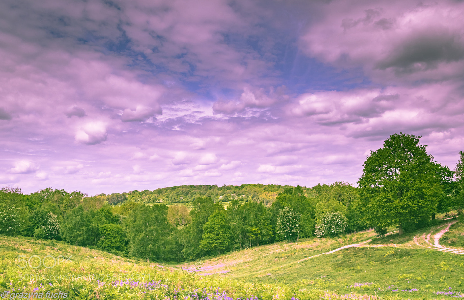 Nikon D3300 sample photo. Walking at headley heath photography