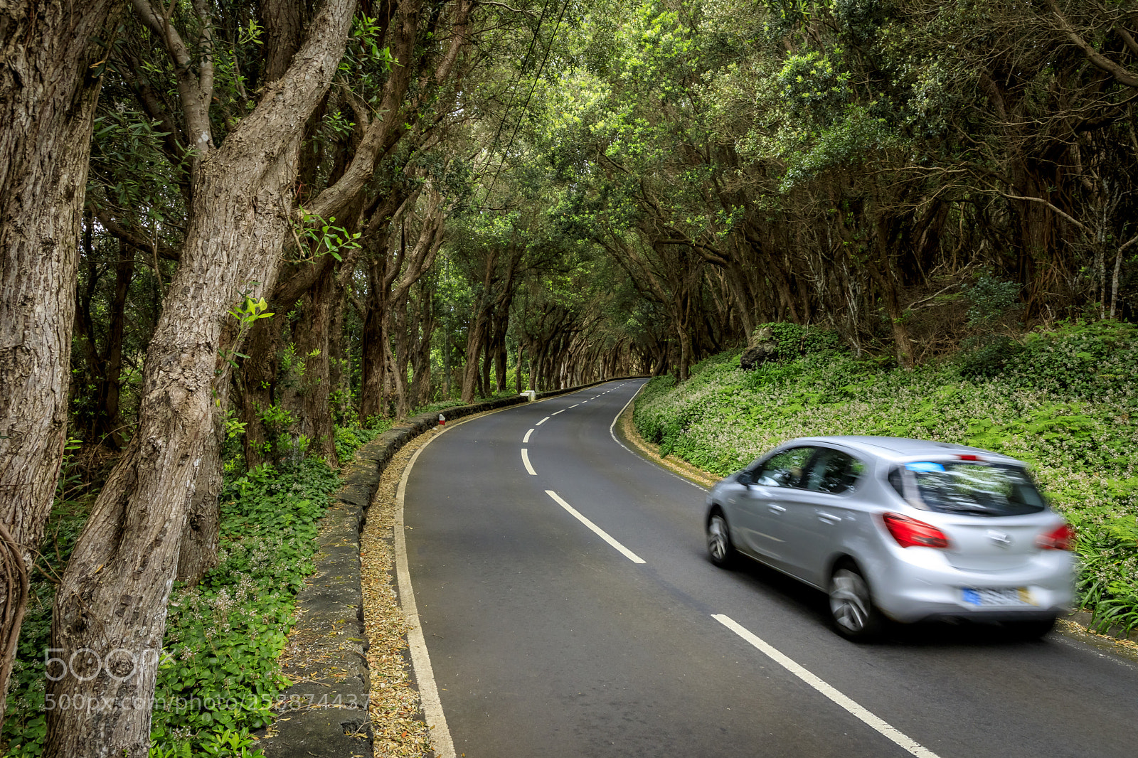 Canon EOS 5D Mark IV sample photo. A ores-terceira-mata da serreta photography