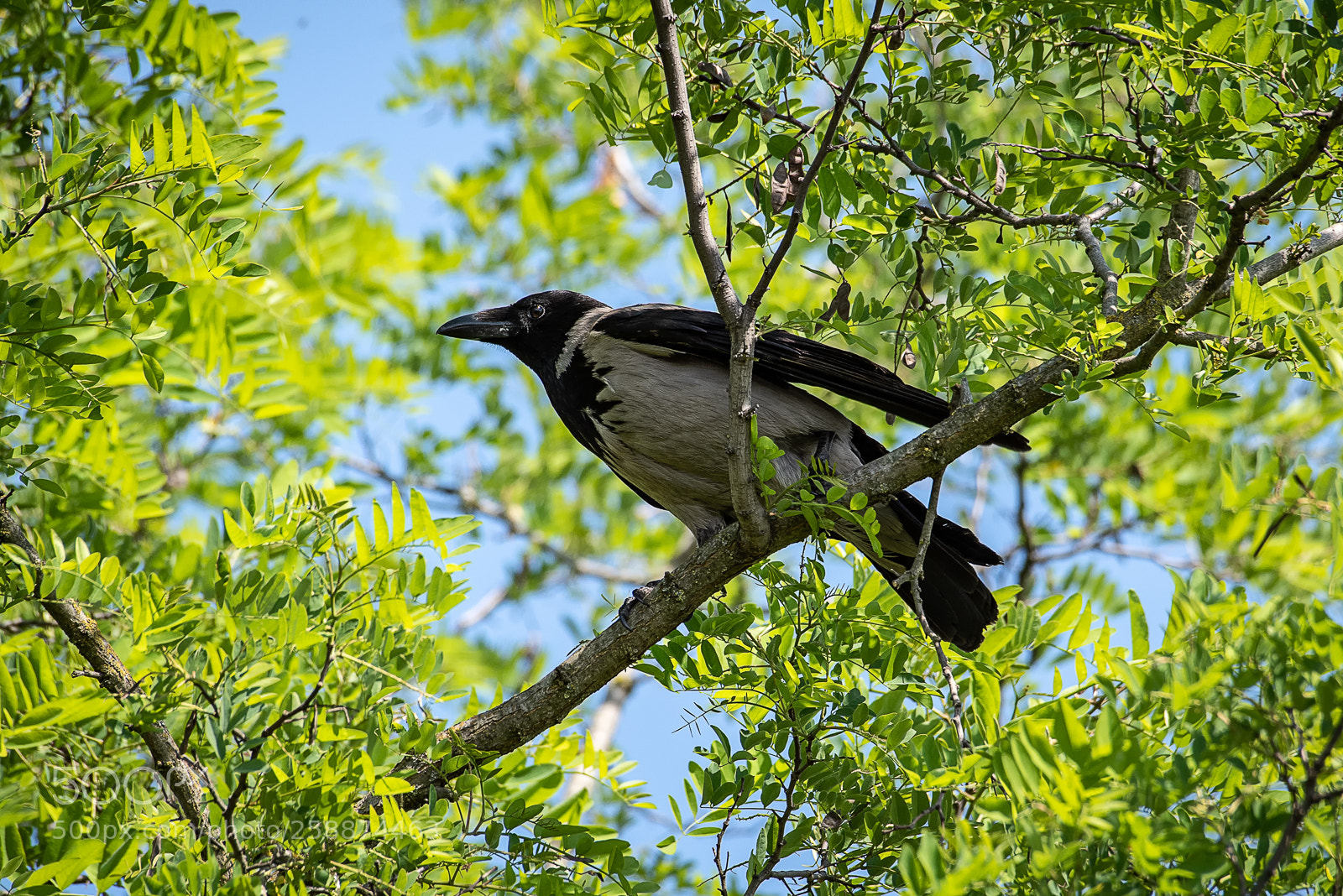 Nikon D810 sample photo. The crow photography