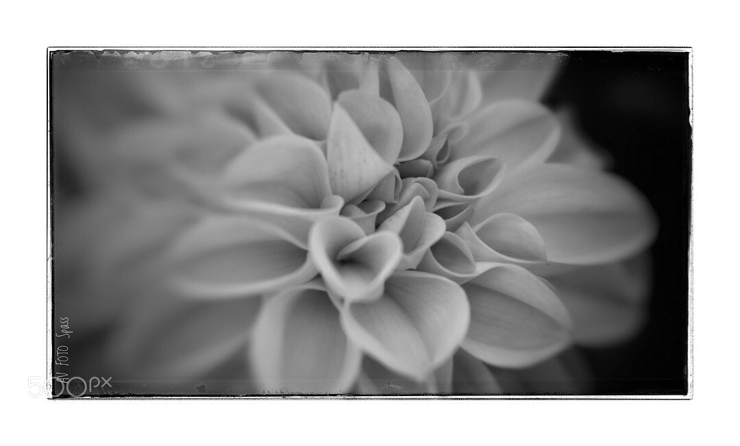 Canon EOS 7D Mark II sample photo. Untitled photography