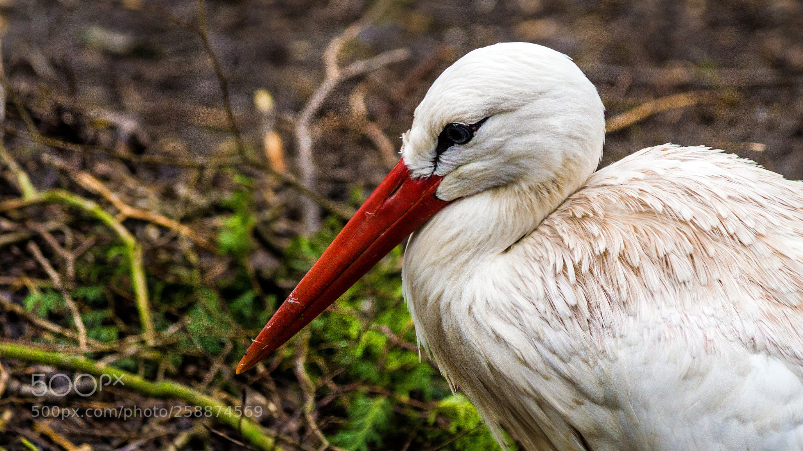 Sony SLT-A77 sample photo. Bird photography