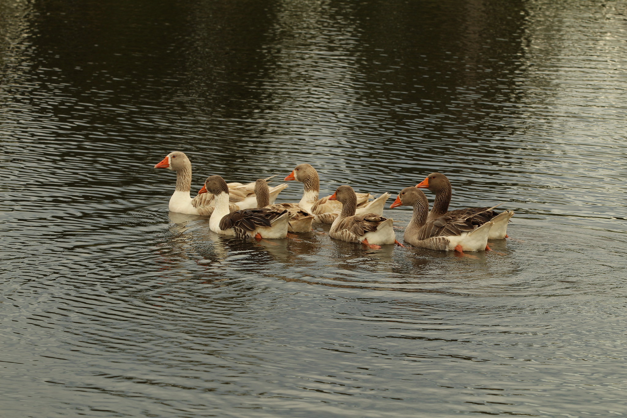 Canon EOS 1300D (EOS Rebel T6 / EOS Kiss X80) sample photo. Geese guardians photography