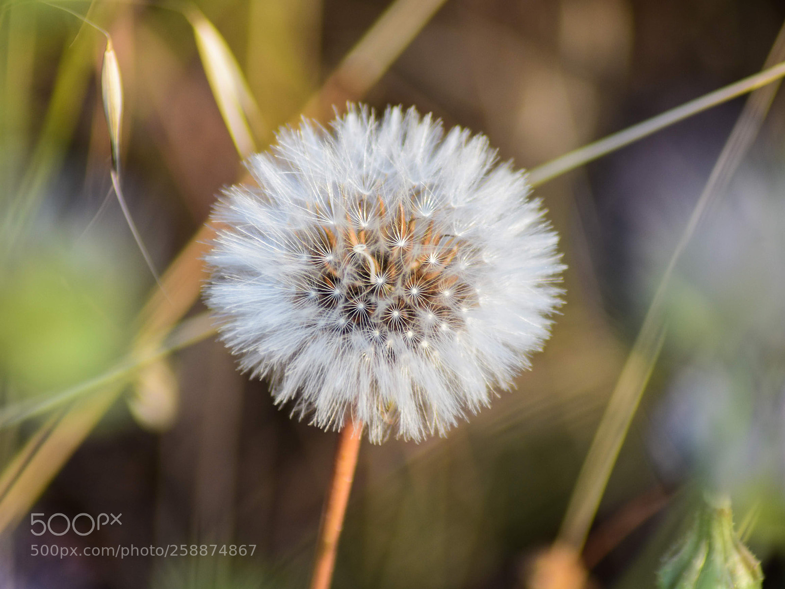 Nikon D3400 sample photo. Spring has arrived photography