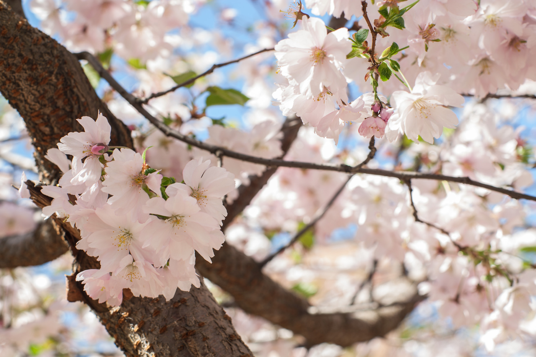 Canon EOS-1D Mark III sample photo. Sakura in the north of russia photography