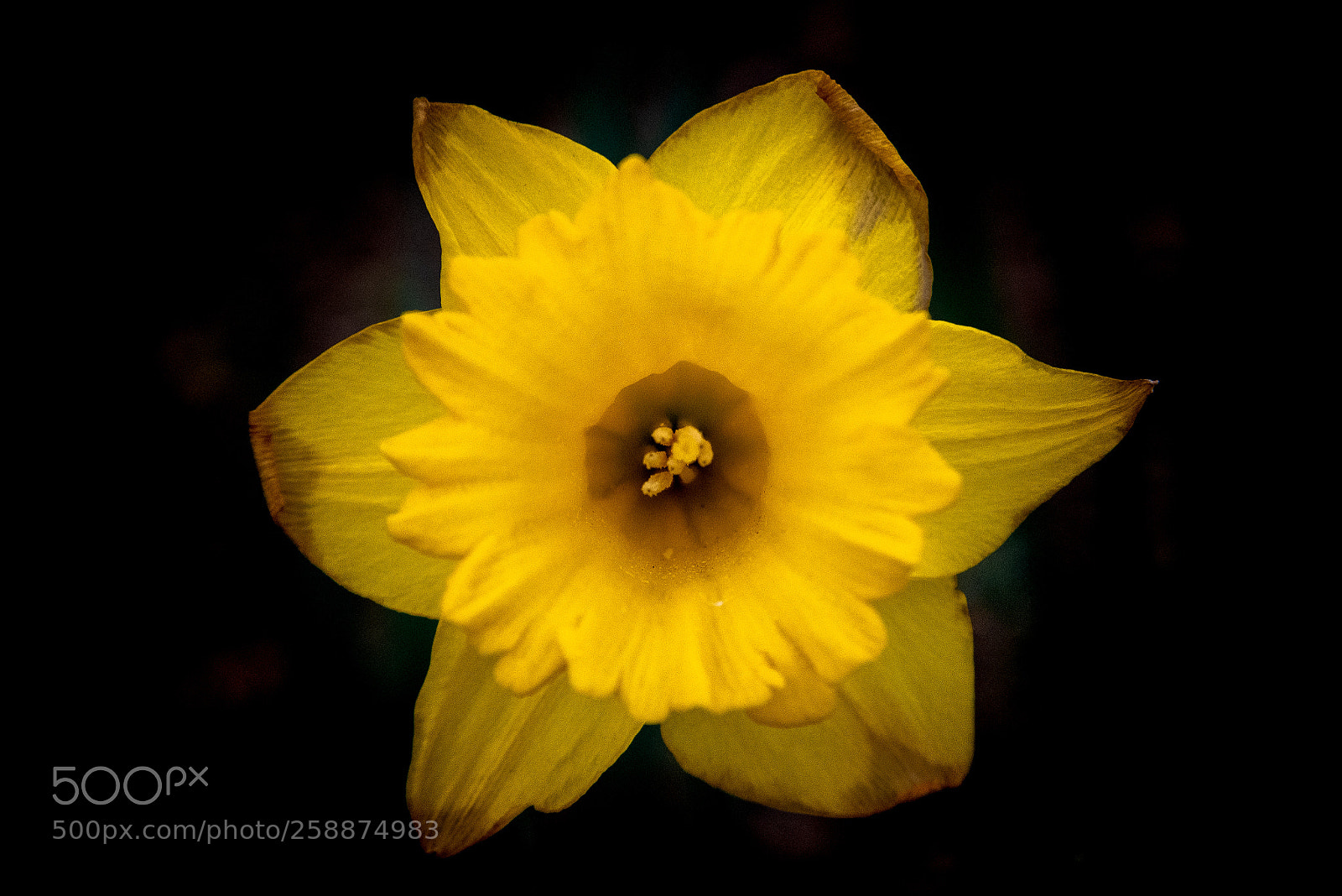 Nikon D750 sample photo. Flower 1 photography