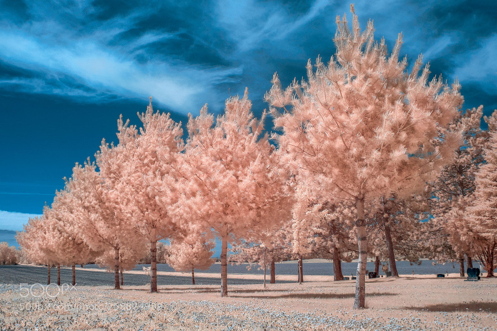 Sony a6000 sample photo. Stand of white pine photography