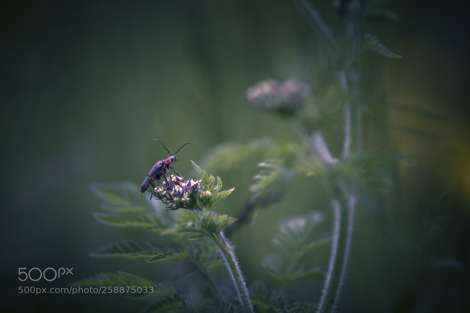 Nikon D7200 sample photo. Insect in the meadow photography