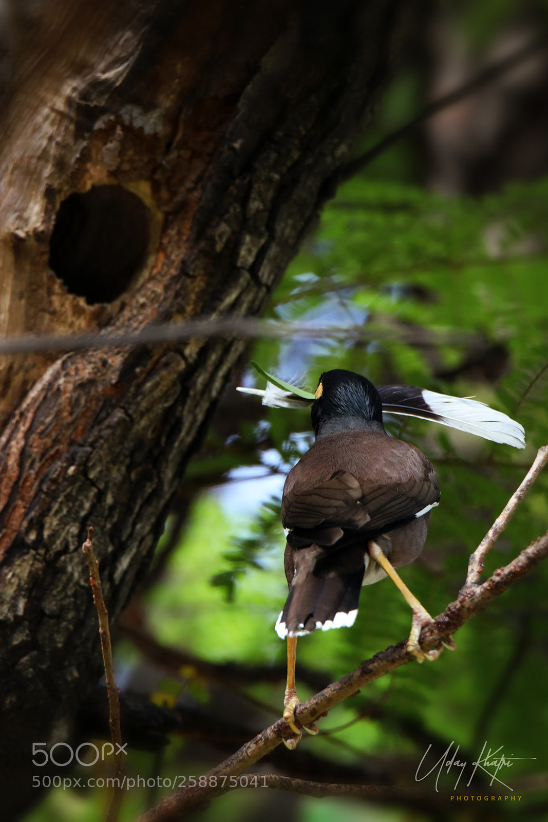 Canon EOS 5D Mark IV sample photo. Birds shoot by uday photography