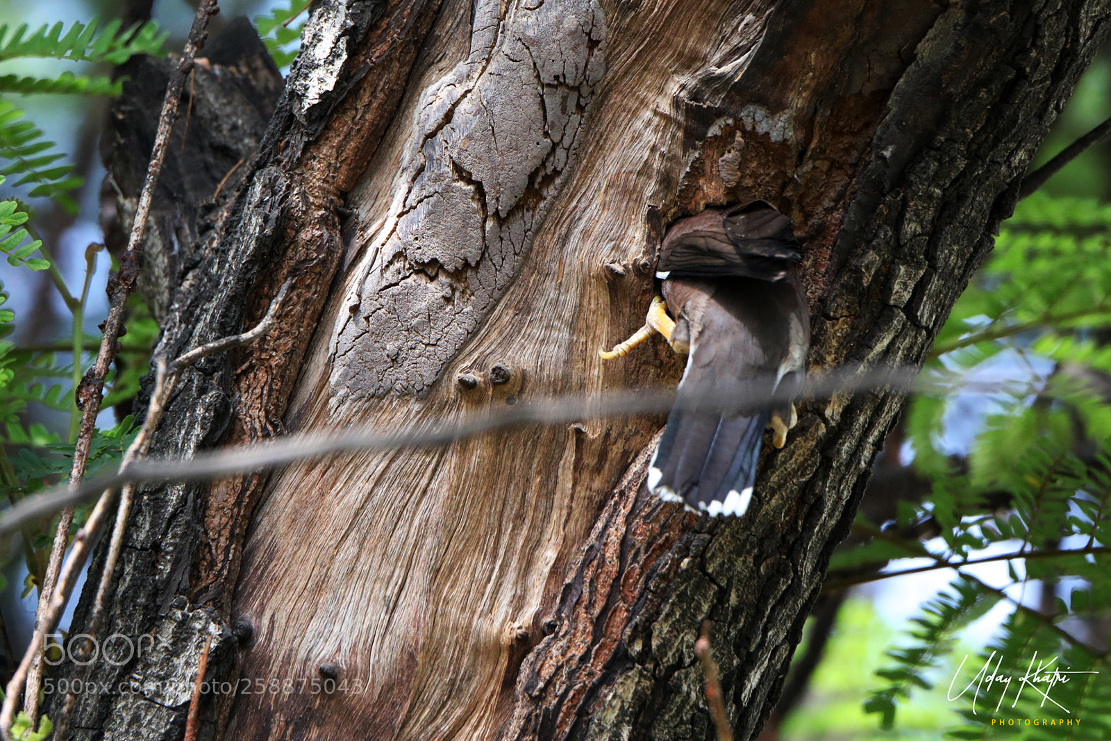 Canon EOS 5D Mark IV sample photo. Birds shoot by uday photography