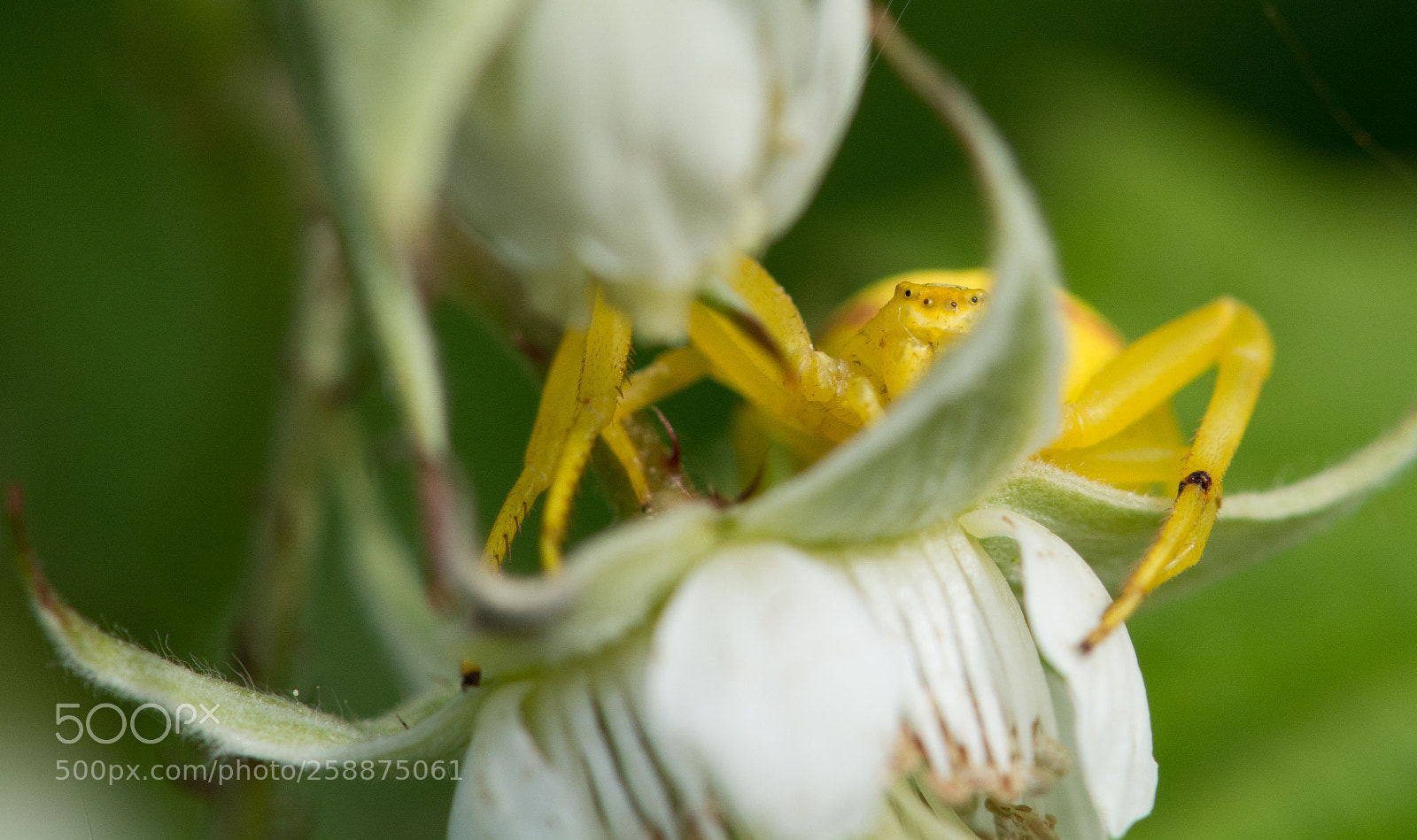 Nikon D7100 sample photo. Shy spider photography