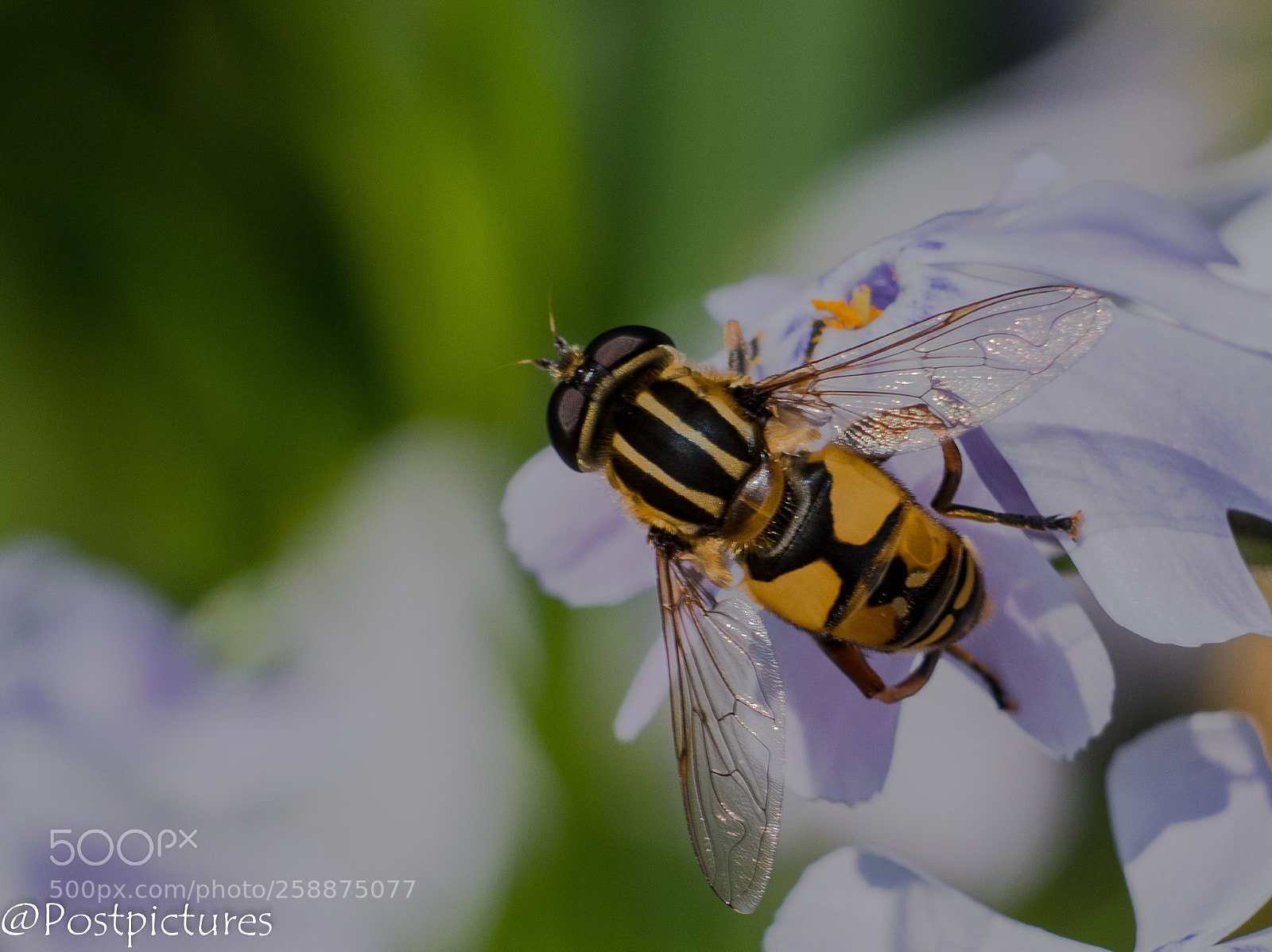 Nikon D5500 sample photo. Gewone pendelvlieg (helophilus pendulus) photography