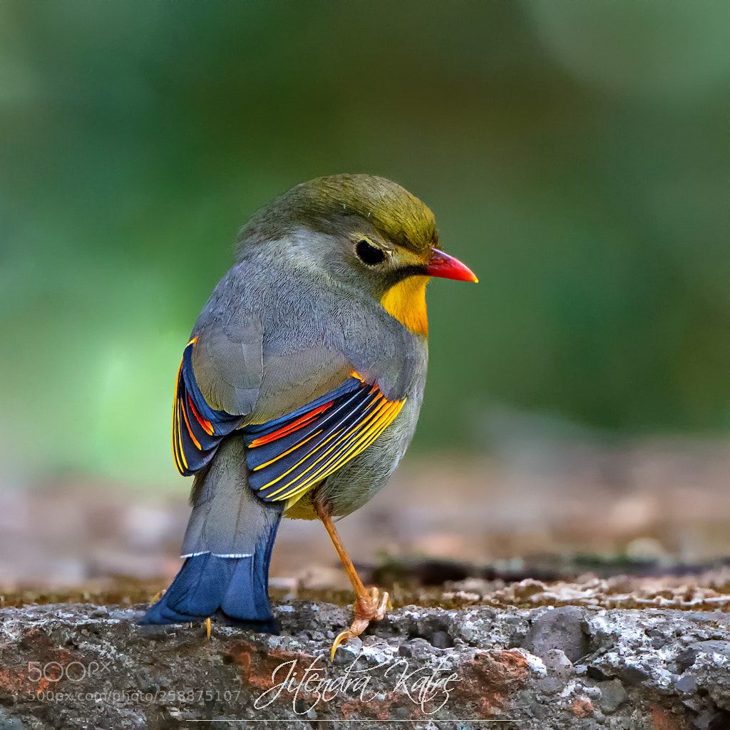 Canon EOS 5DS sample photo. Red billed leiothrix photography