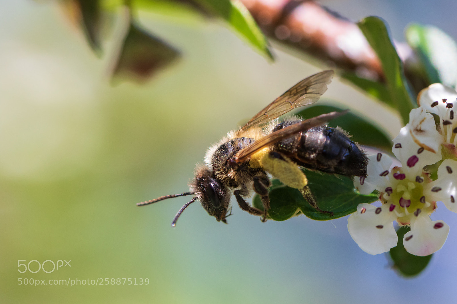 Canon EOS 7D Mark II sample photo. Black bee with pollen photography
