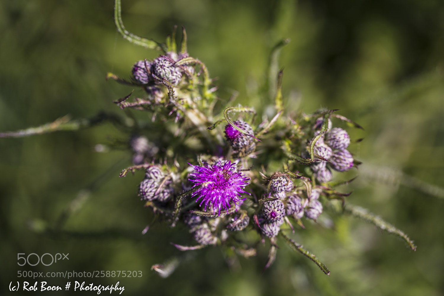 Canon EOS 5DS sample photo. Thistle photography