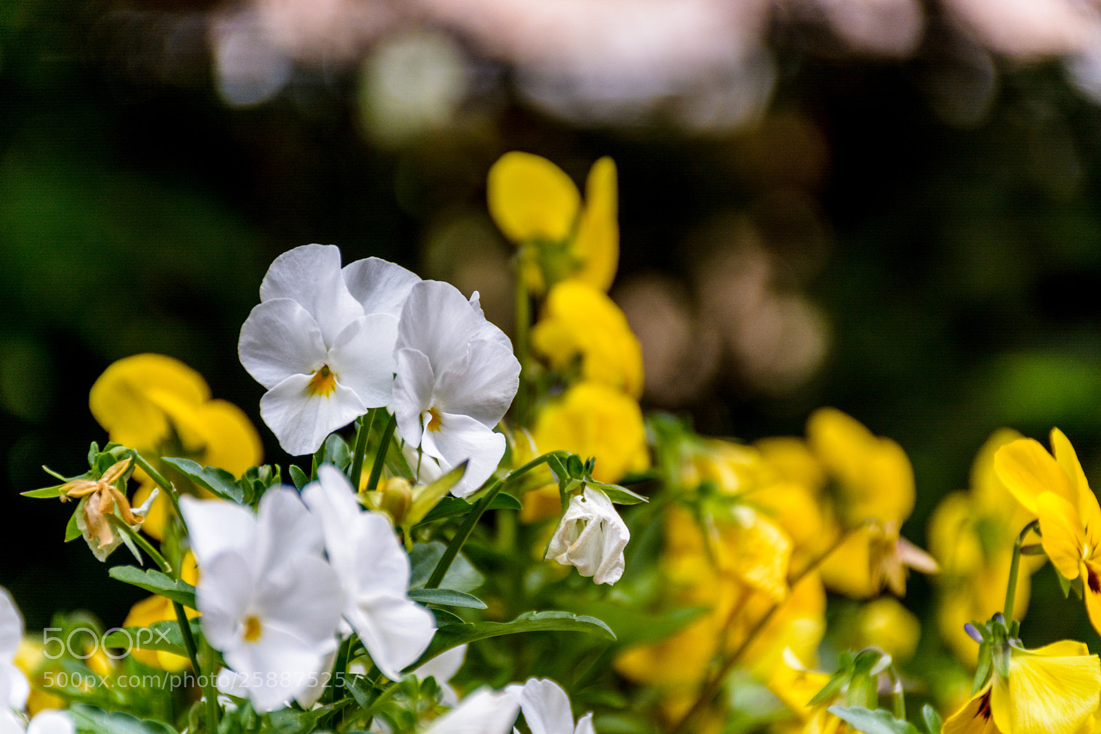 Nikon D5200 sample photo. White and yellow pansies photography