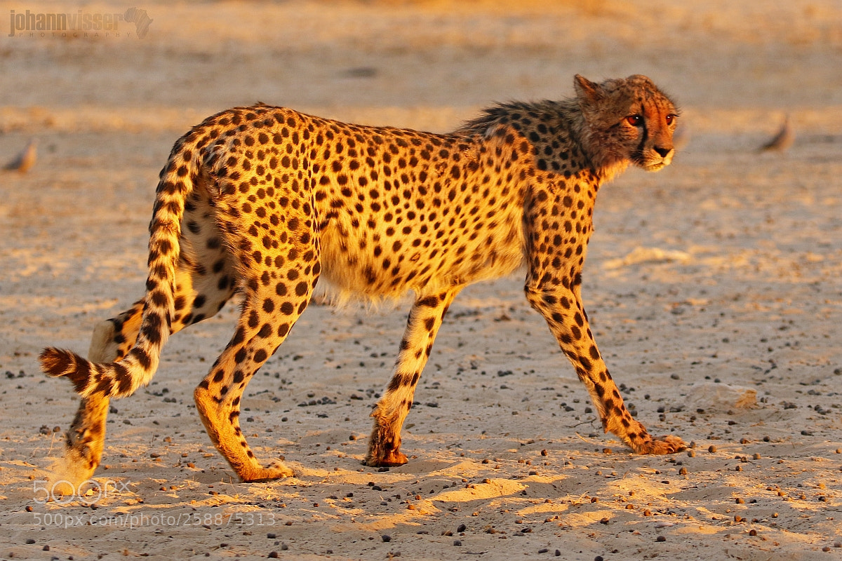 Canon EOS 7D Mark II sample photo. Desert predator photography