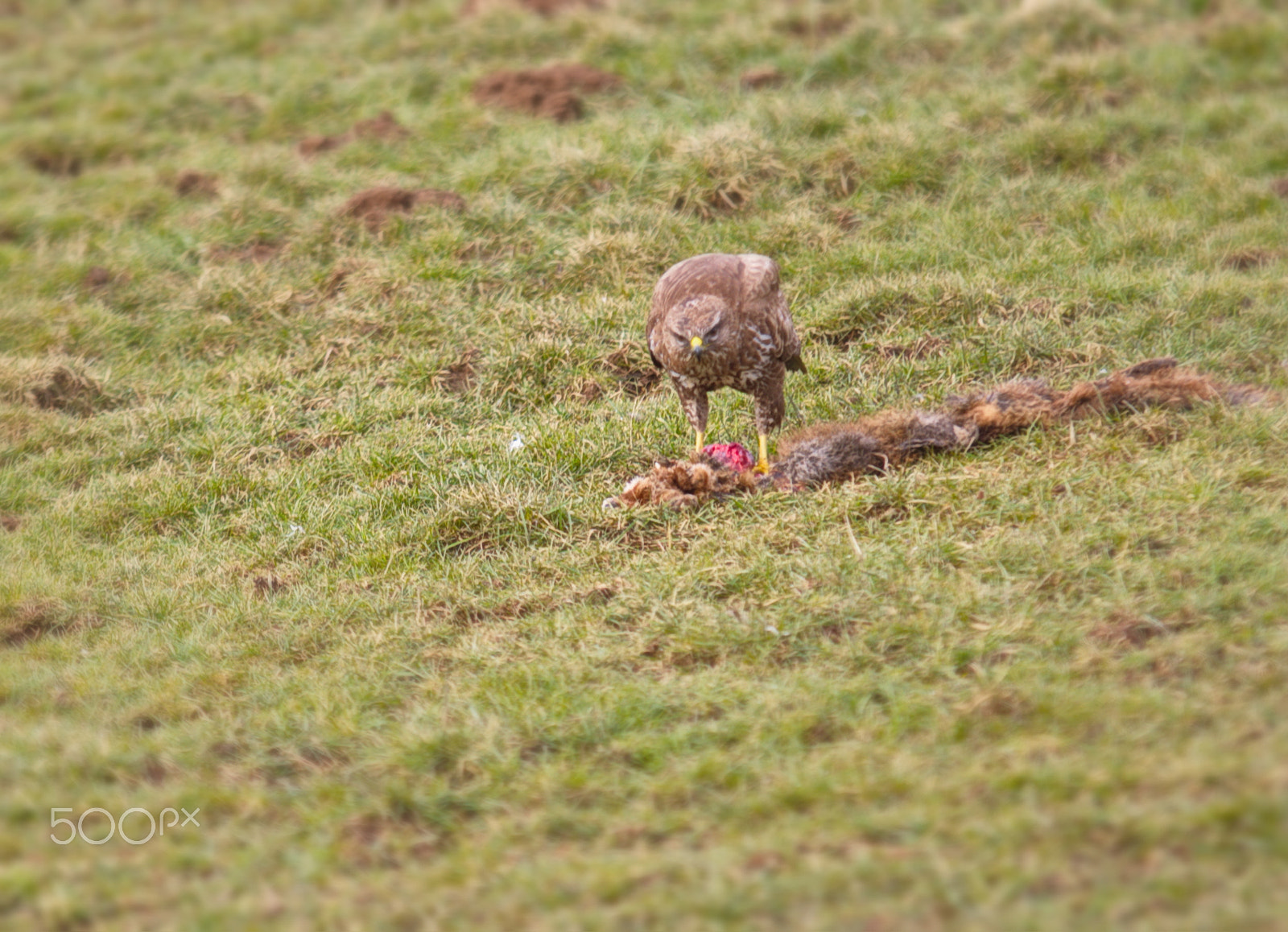 Canon EOS 7D + Sigma 70-200mm F2.8 EX DG OS HSM sample photo. Img photography