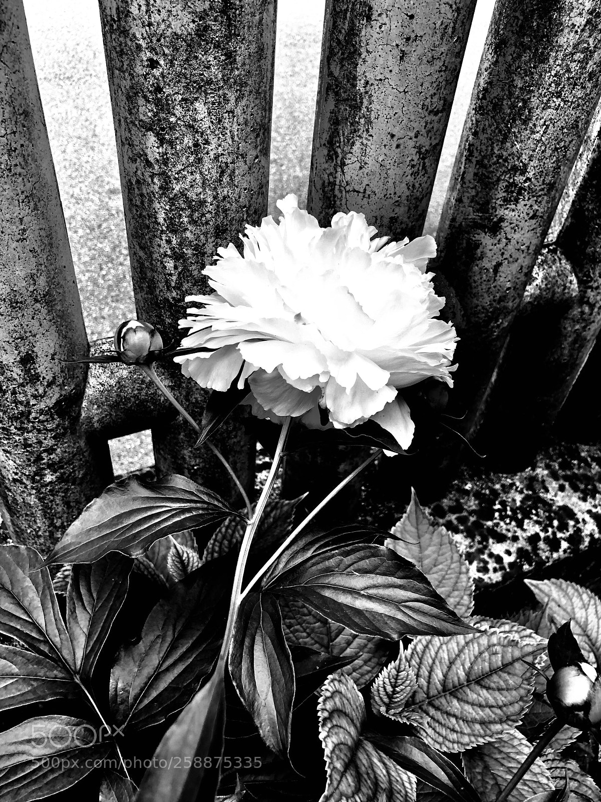 Apple iPhone X sample photo. All about white photography