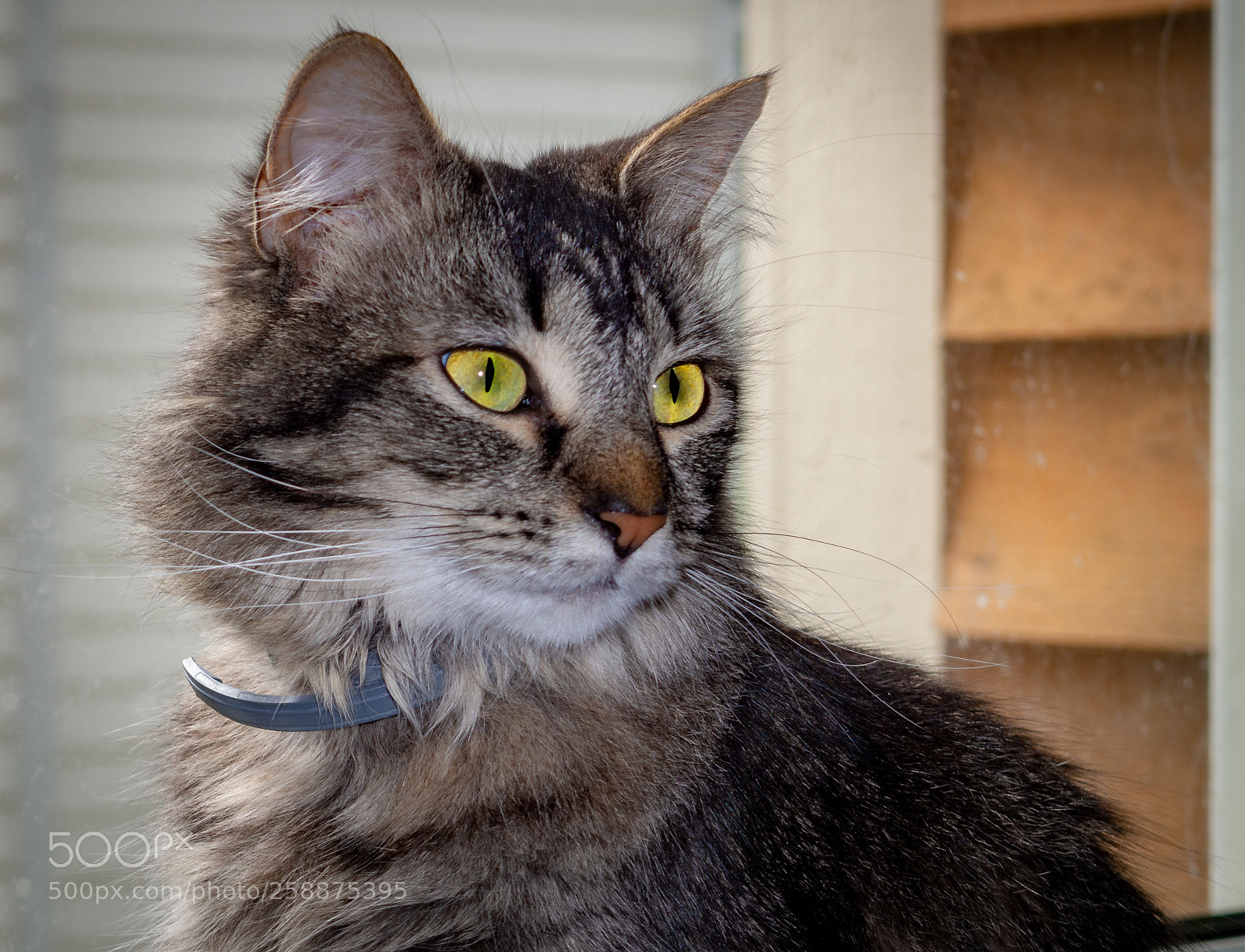 Olympus OM-D E-M10 II sample photo. Our baby cat at photography