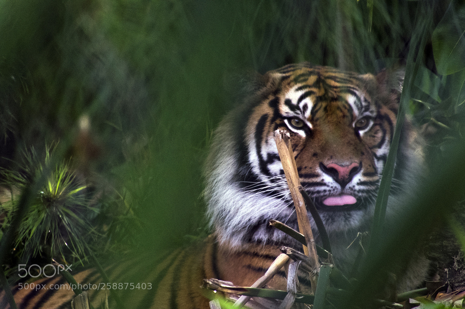 Sony a7 sample photo. Tiger photography