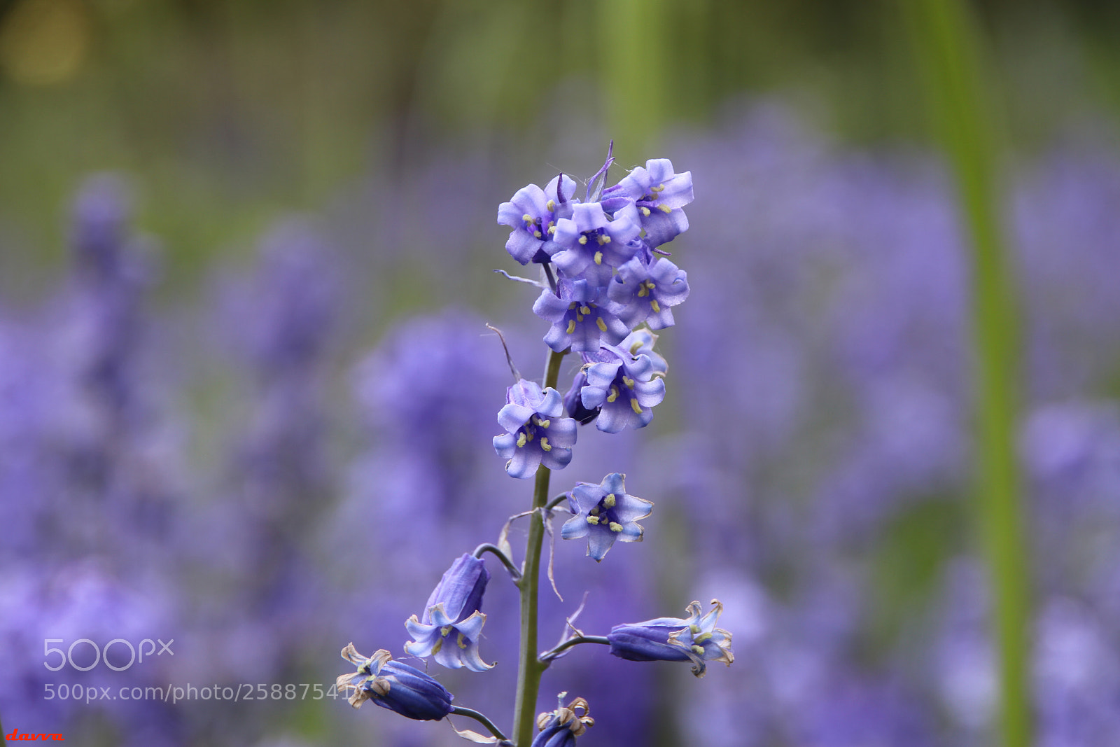 Canon EOS 80D sample photo. Bluebells photography