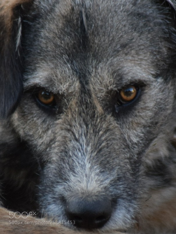 Nikon D5300 sample photo. Mirada photography