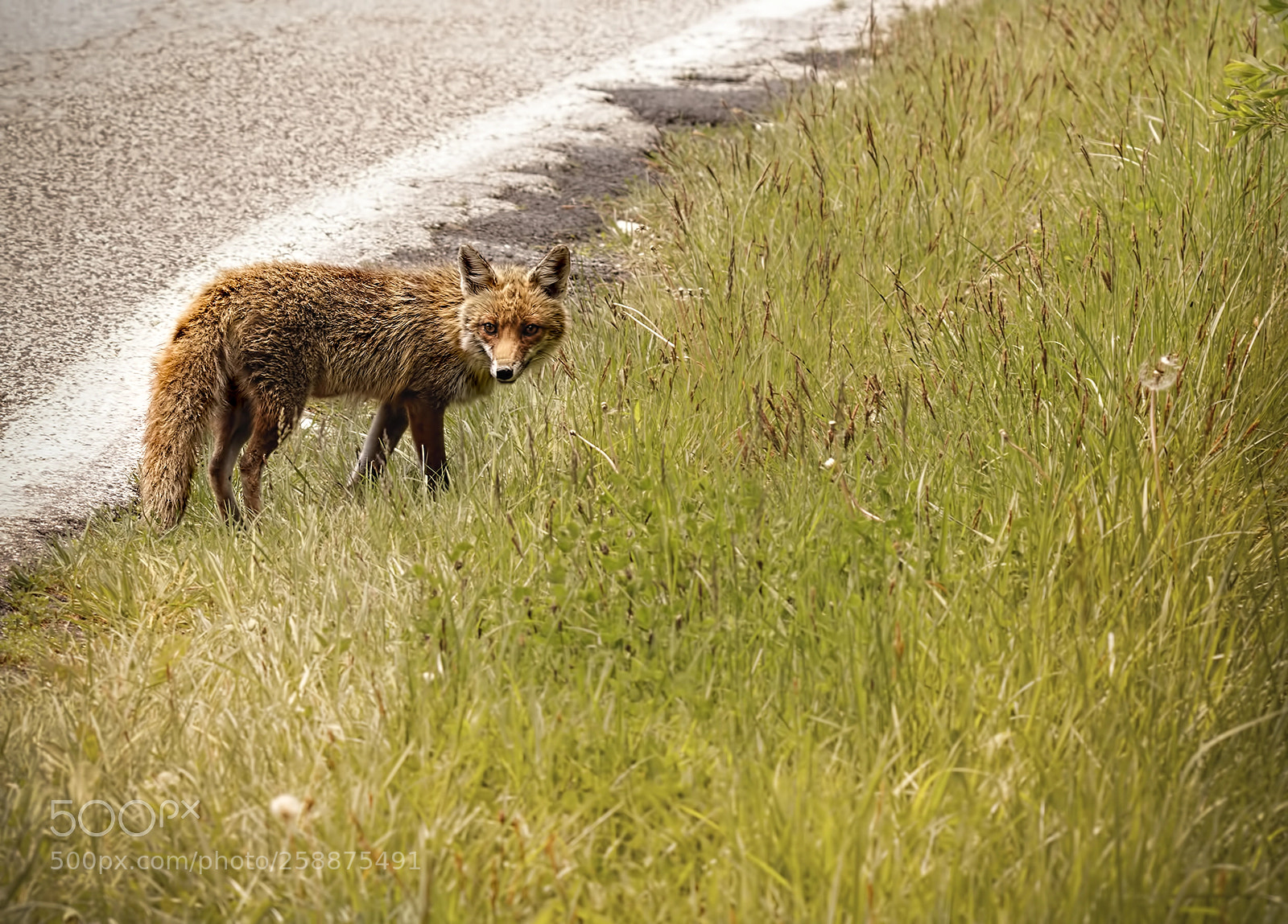 Canon EOS 80D sample photo. Red fox photography