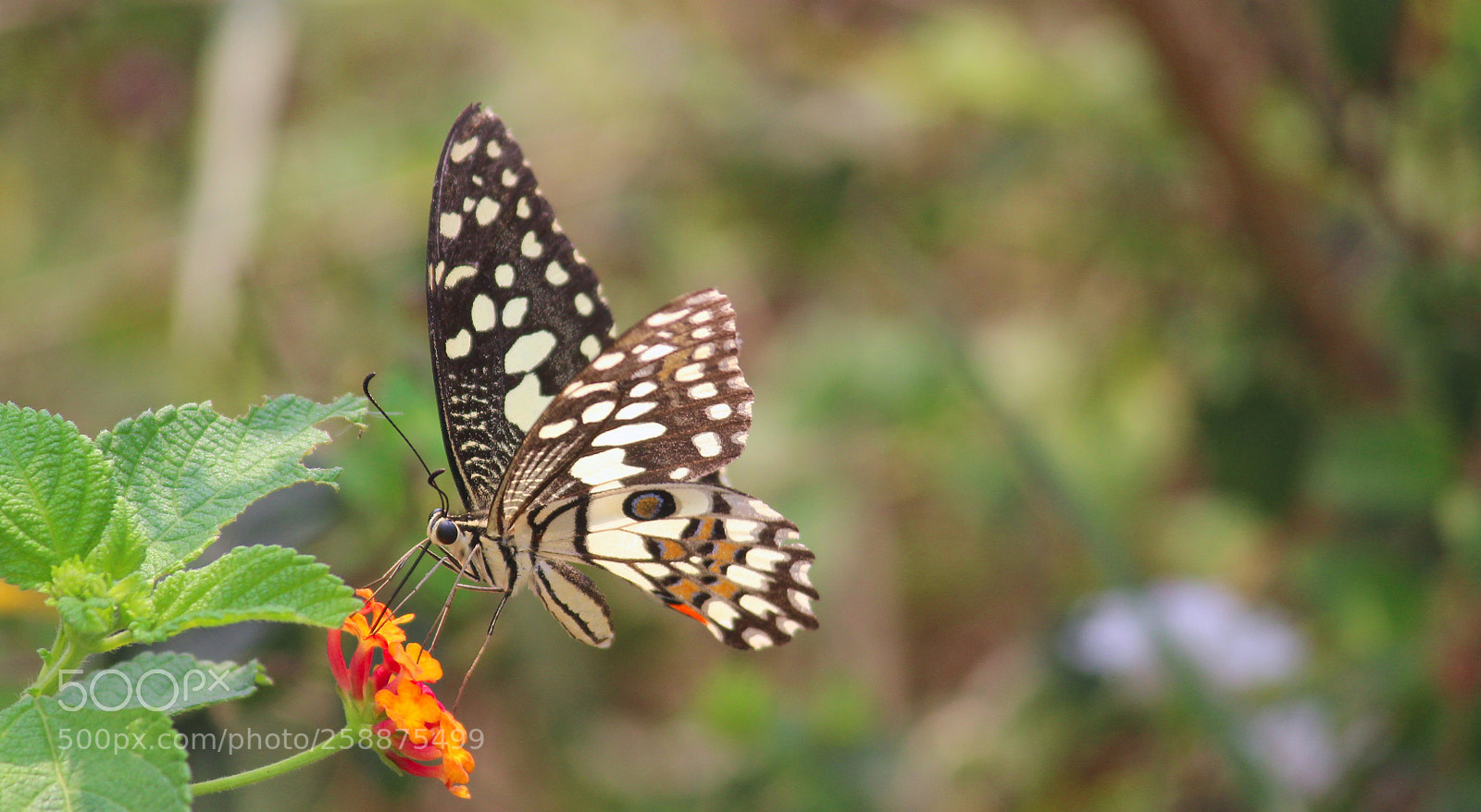 Canon EOS 600D (Rebel EOS T3i / EOS Kiss X5) sample photo. Butterfly photography