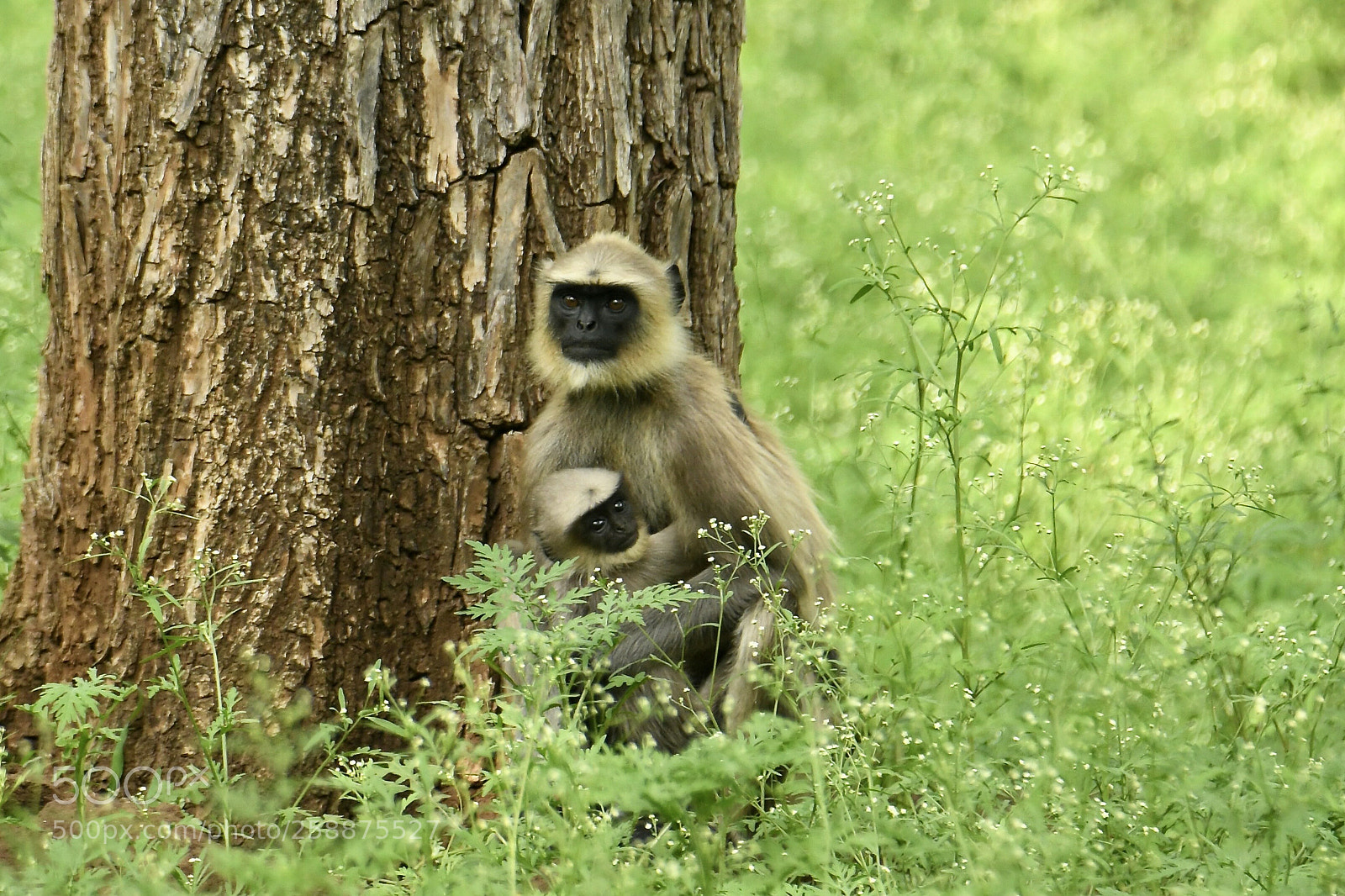 Nikon D850 sample photo. Mom's tender care... photography