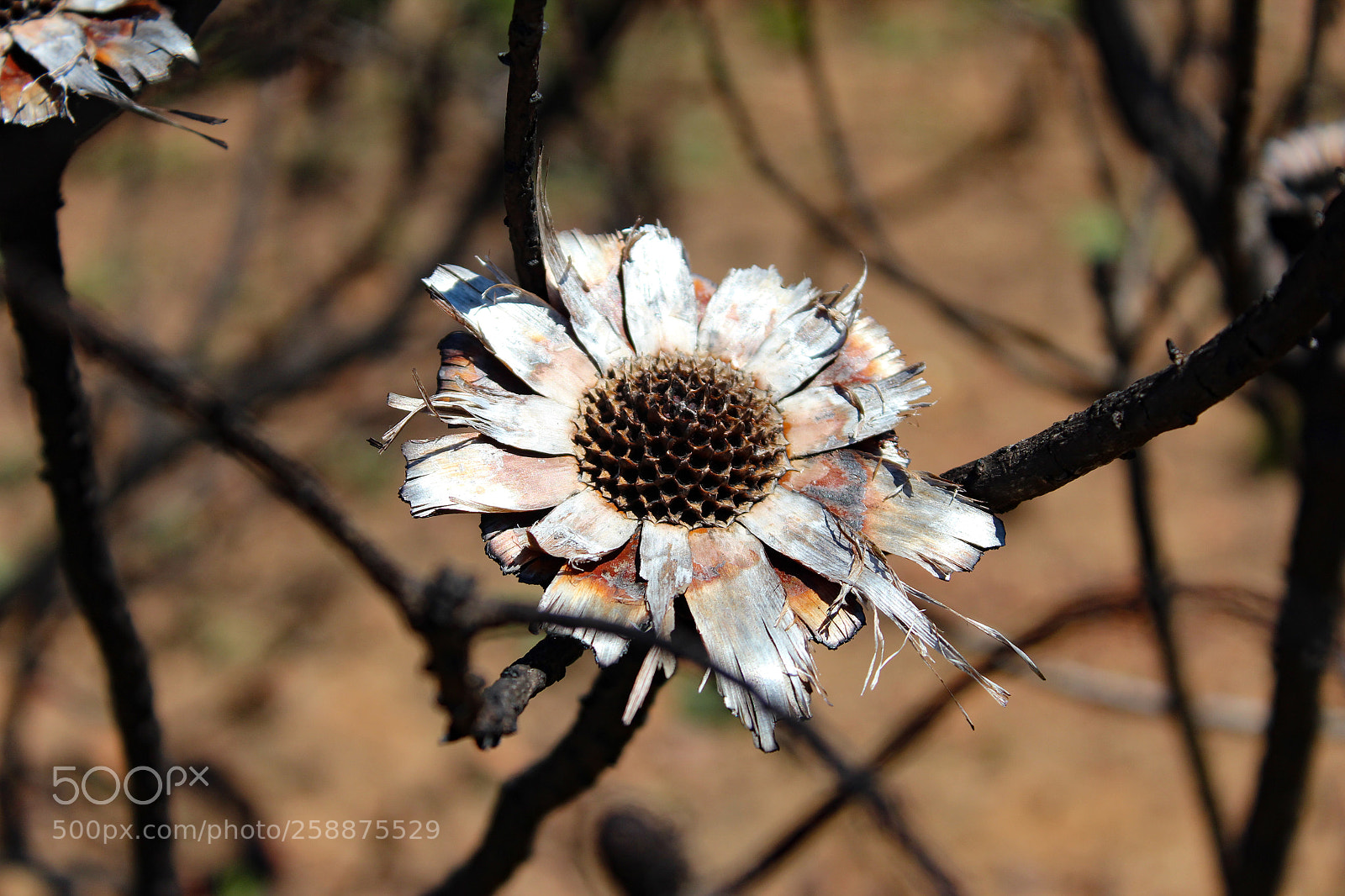 Canon EOS 1200D (EOS Rebel T5 / EOS Kiss X70 / EOS Hi) sample photo. Silver flower photography