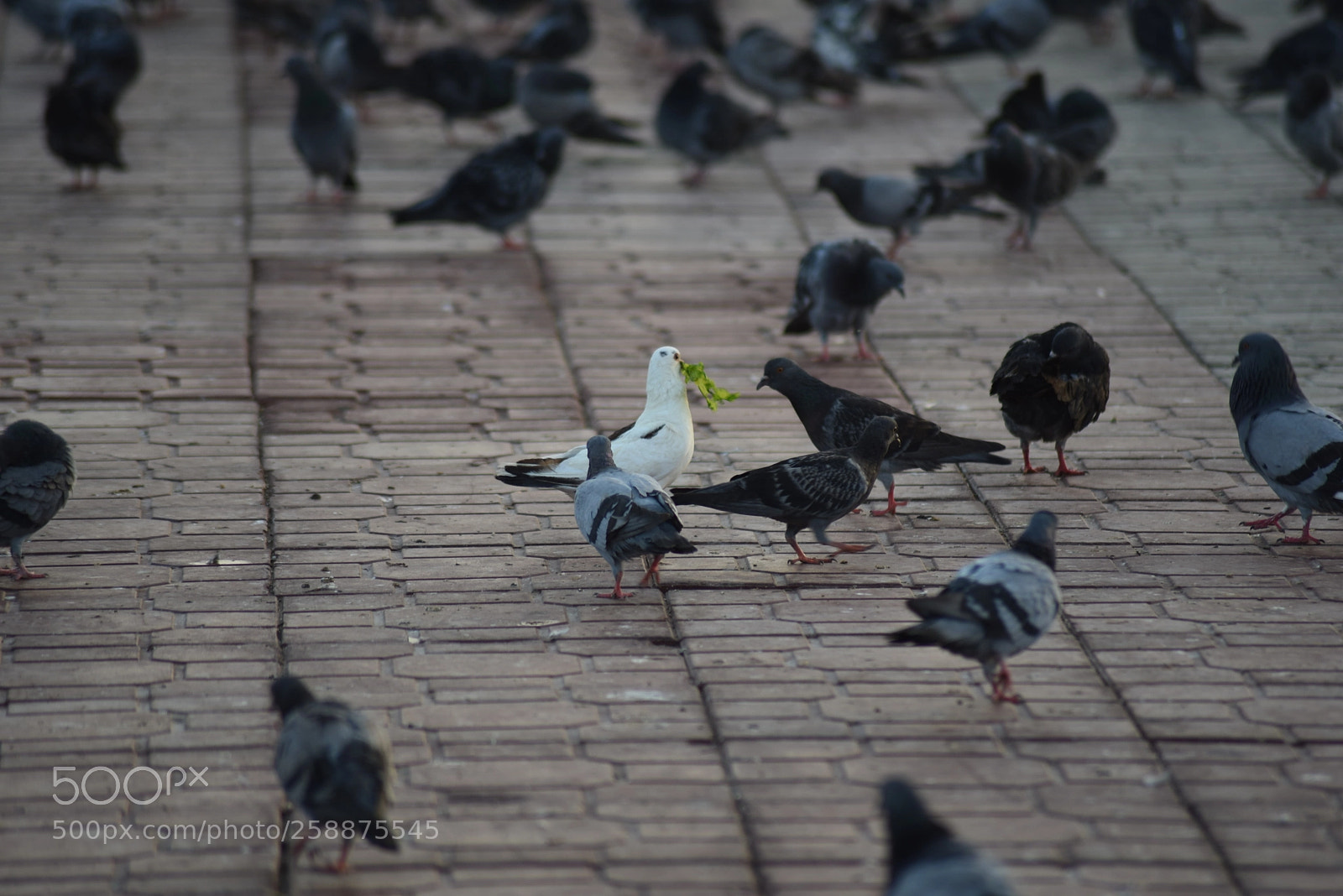Nikon D750 sample photo. Pace photography