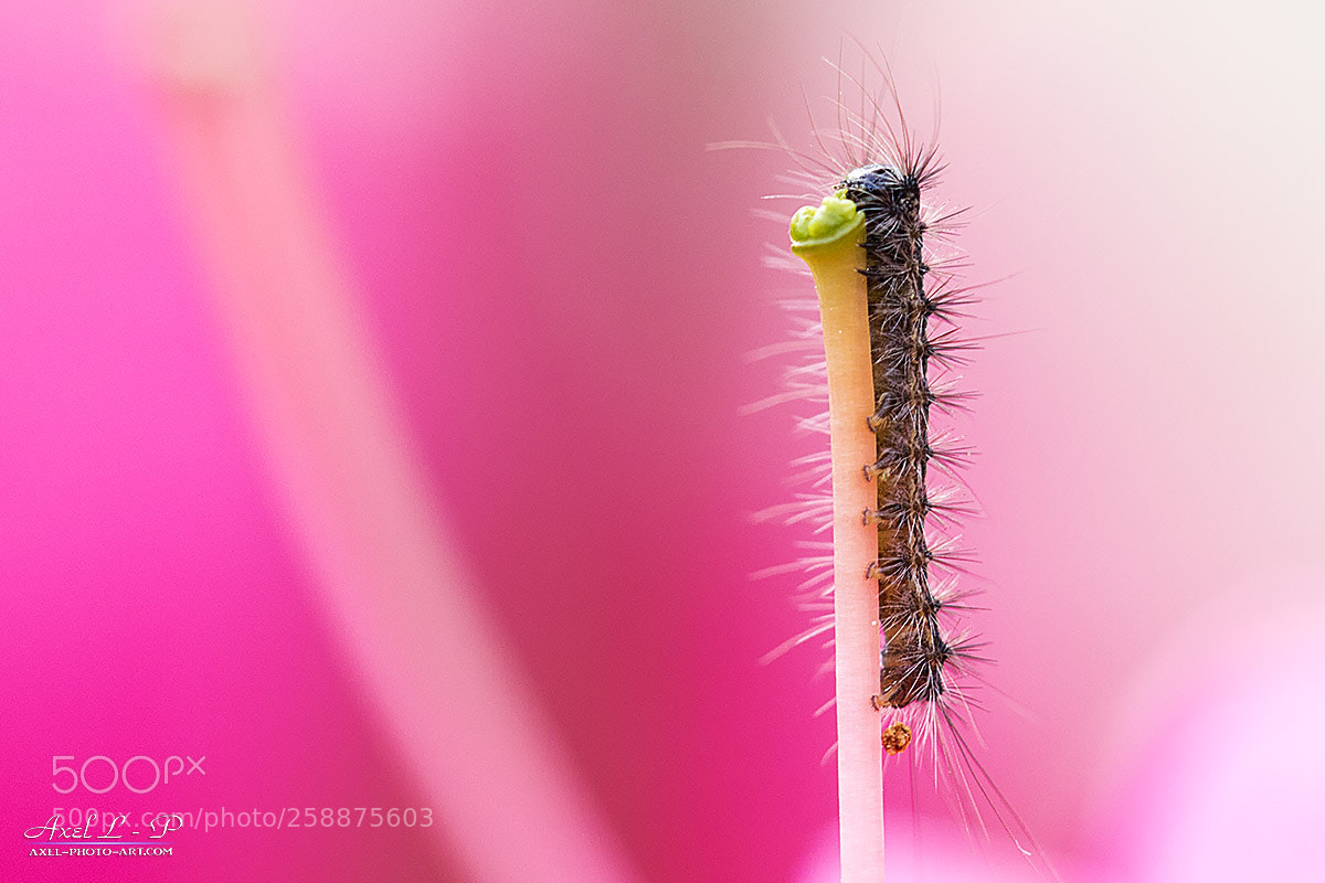 Canon EOS 7D Mark II sample photo. Chenille gourmande photography