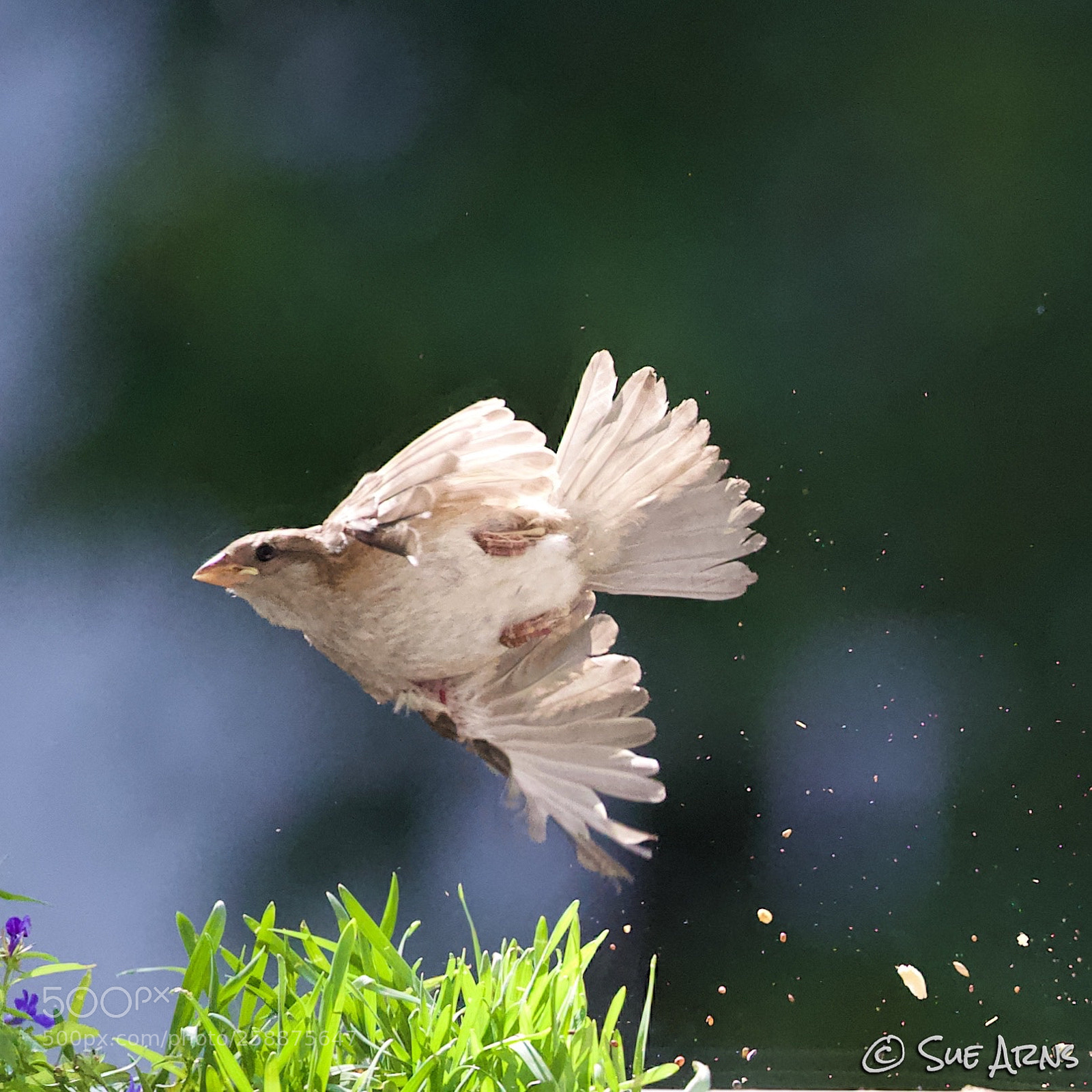 Canon EOS-1D X Mark II sample photo. A fluffy little thing photography