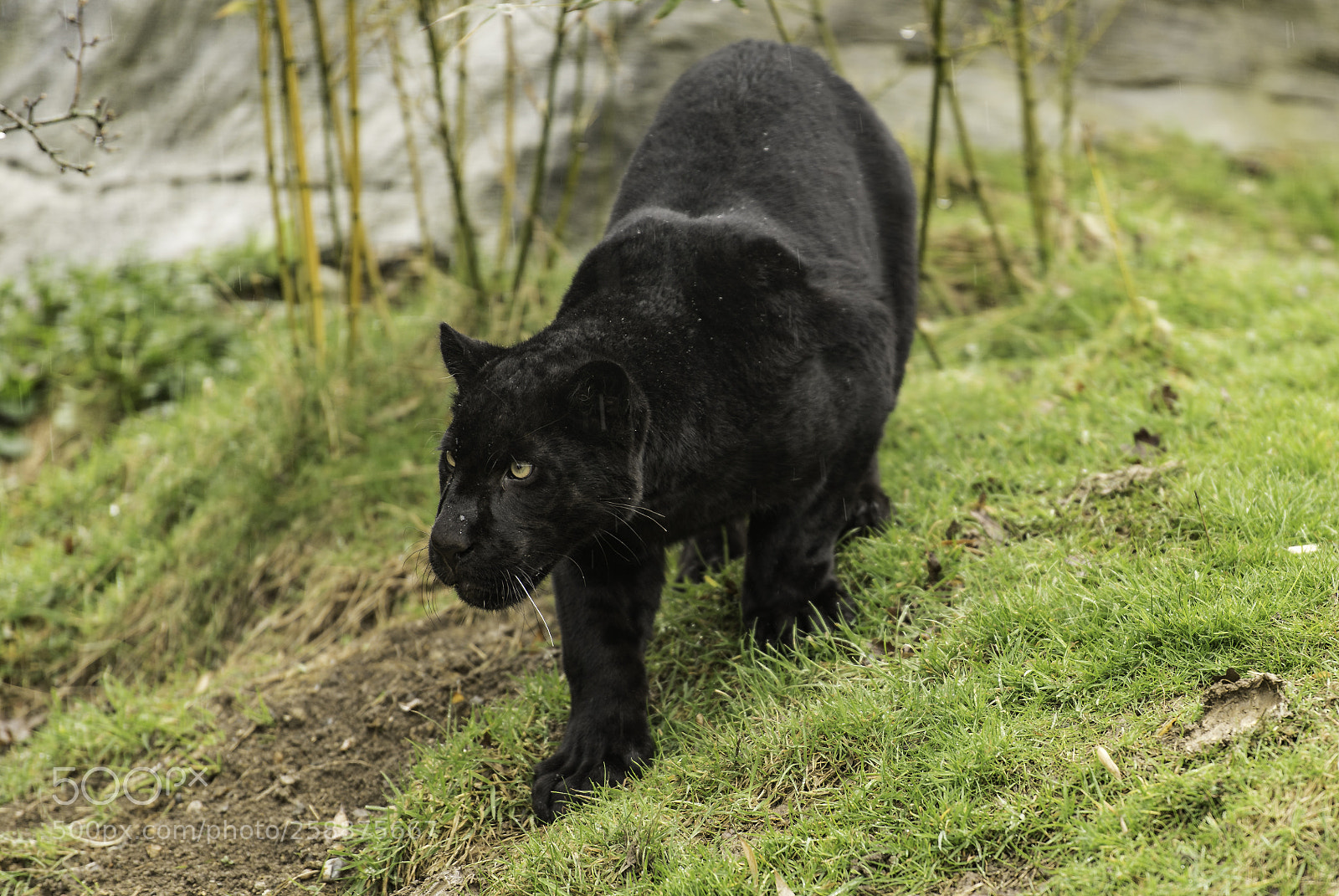 Nikon D5 sample photo. Black jaguar series photography