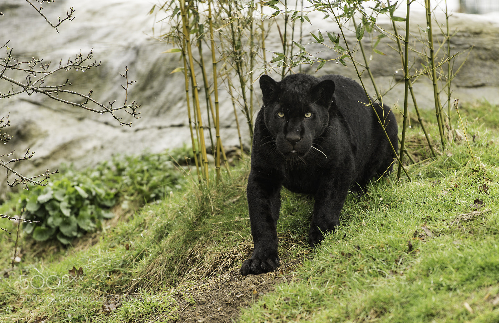 Nikon D5 sample photo. Black jaguar series photography