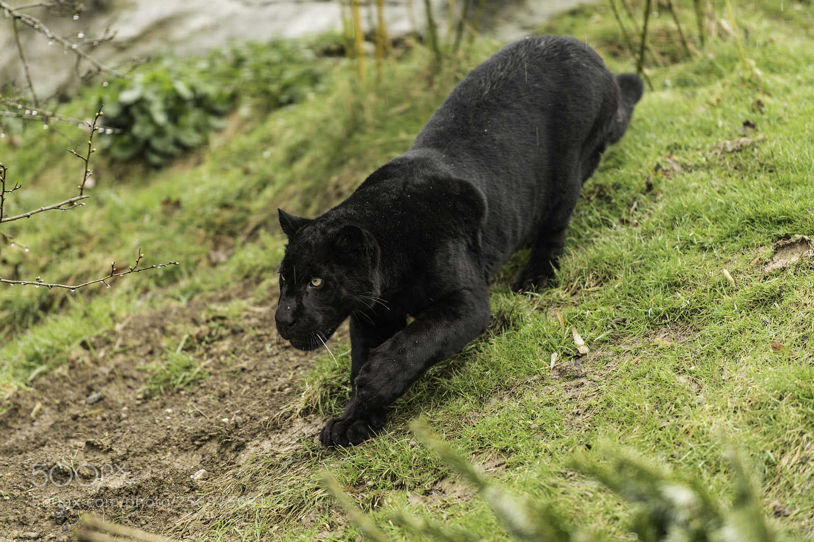 Nikon D5 sample photo. Black jaguar series photography