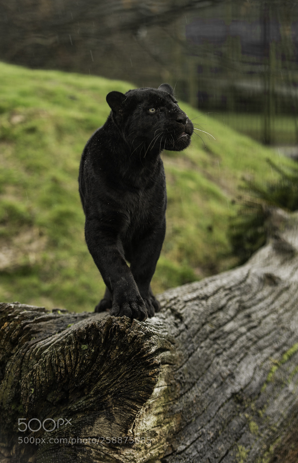 Nikon D5 sample photo. Black jaguar series photography