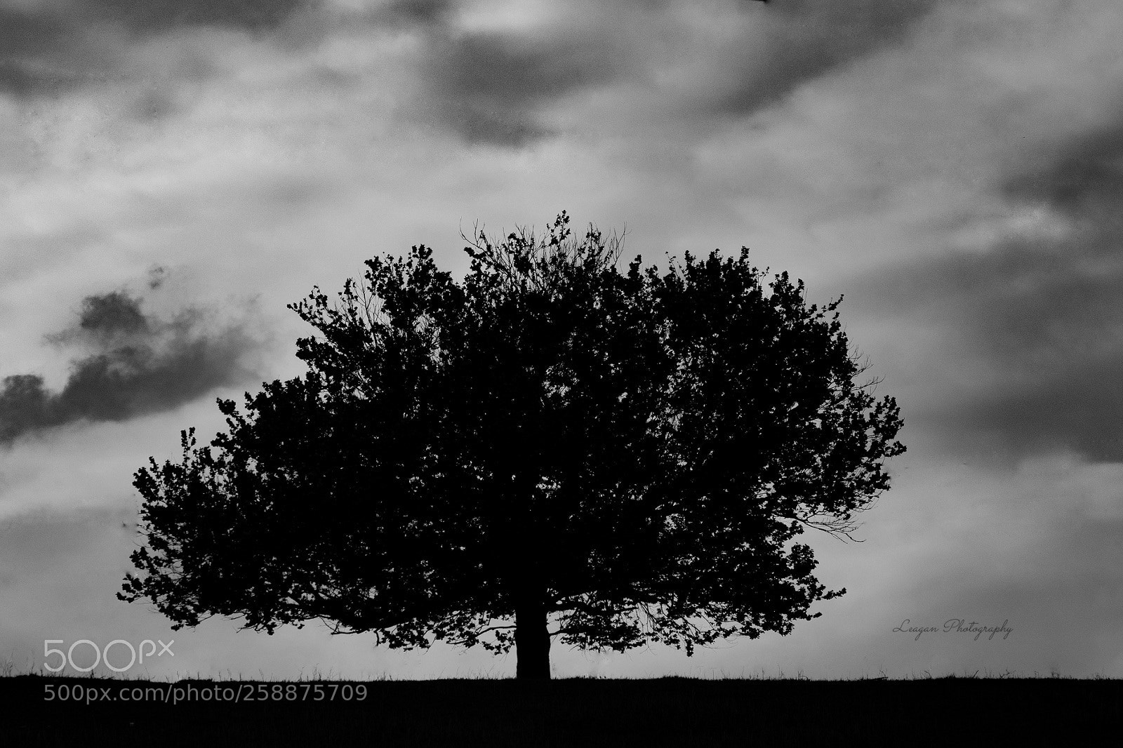Canon EOS 80D sample photo. Standing proud photography