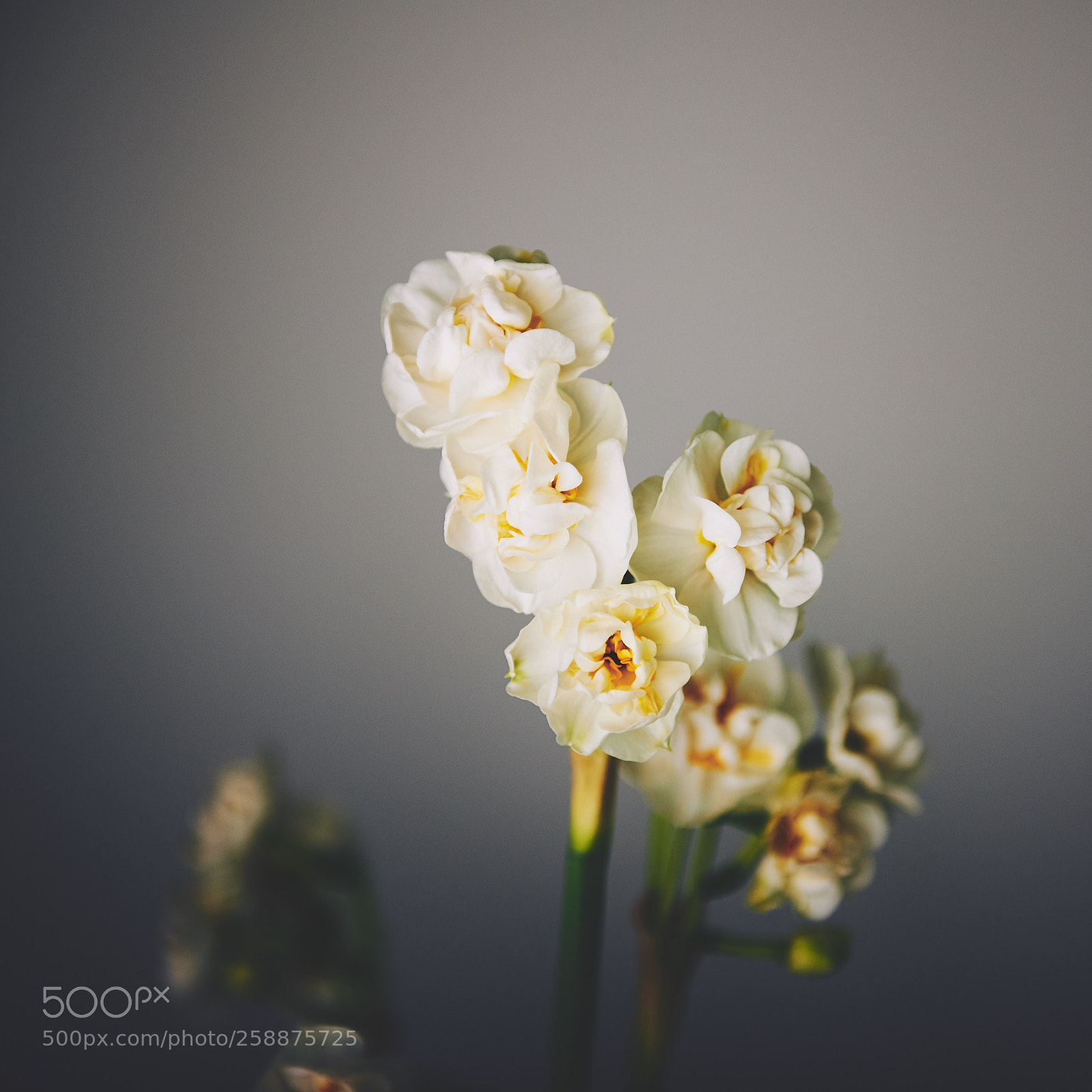 Nikon D750 sample photo. Narcissus po ticus ii.jpg photography