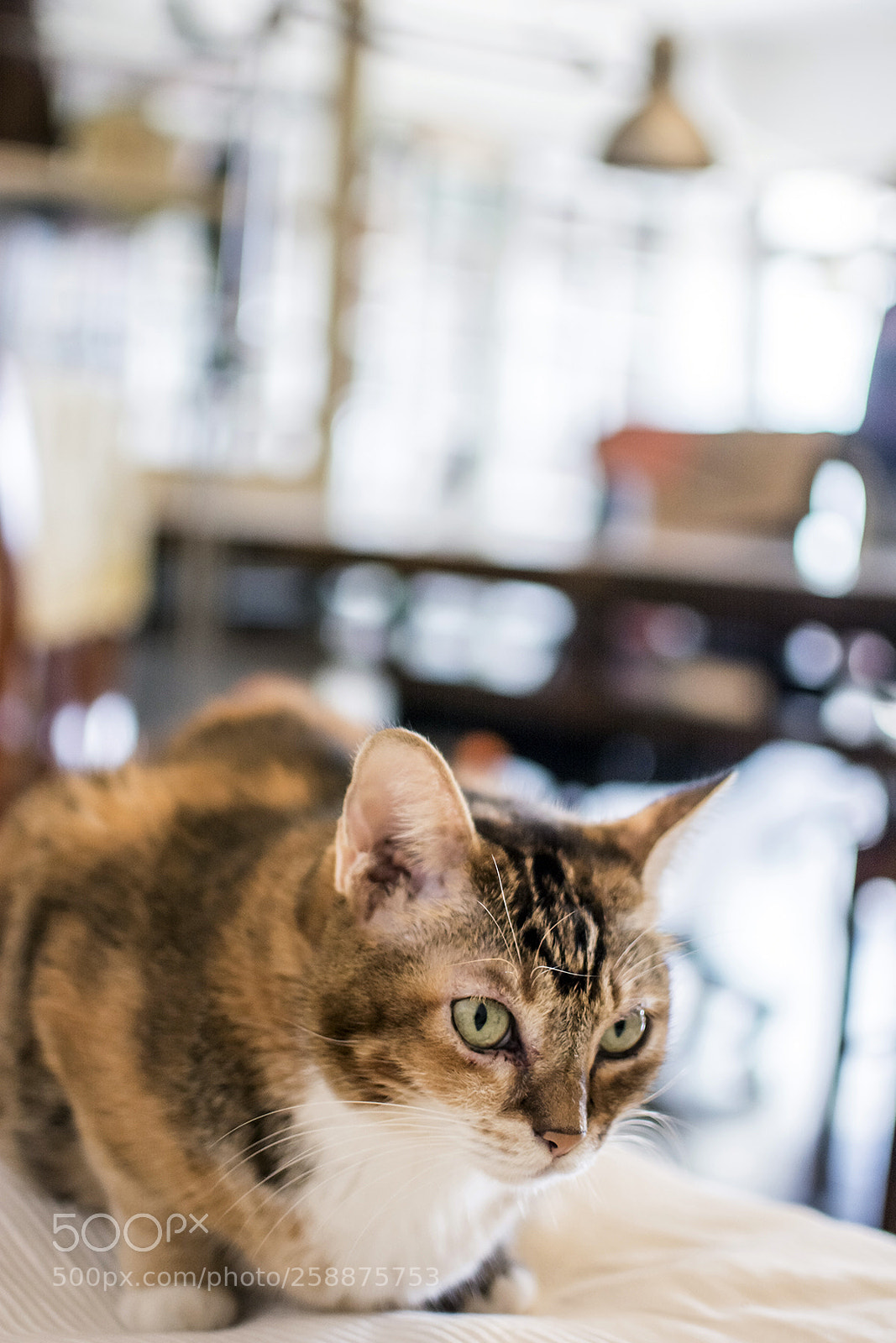Nikon D7100 sample photo. 05.jpg photography
