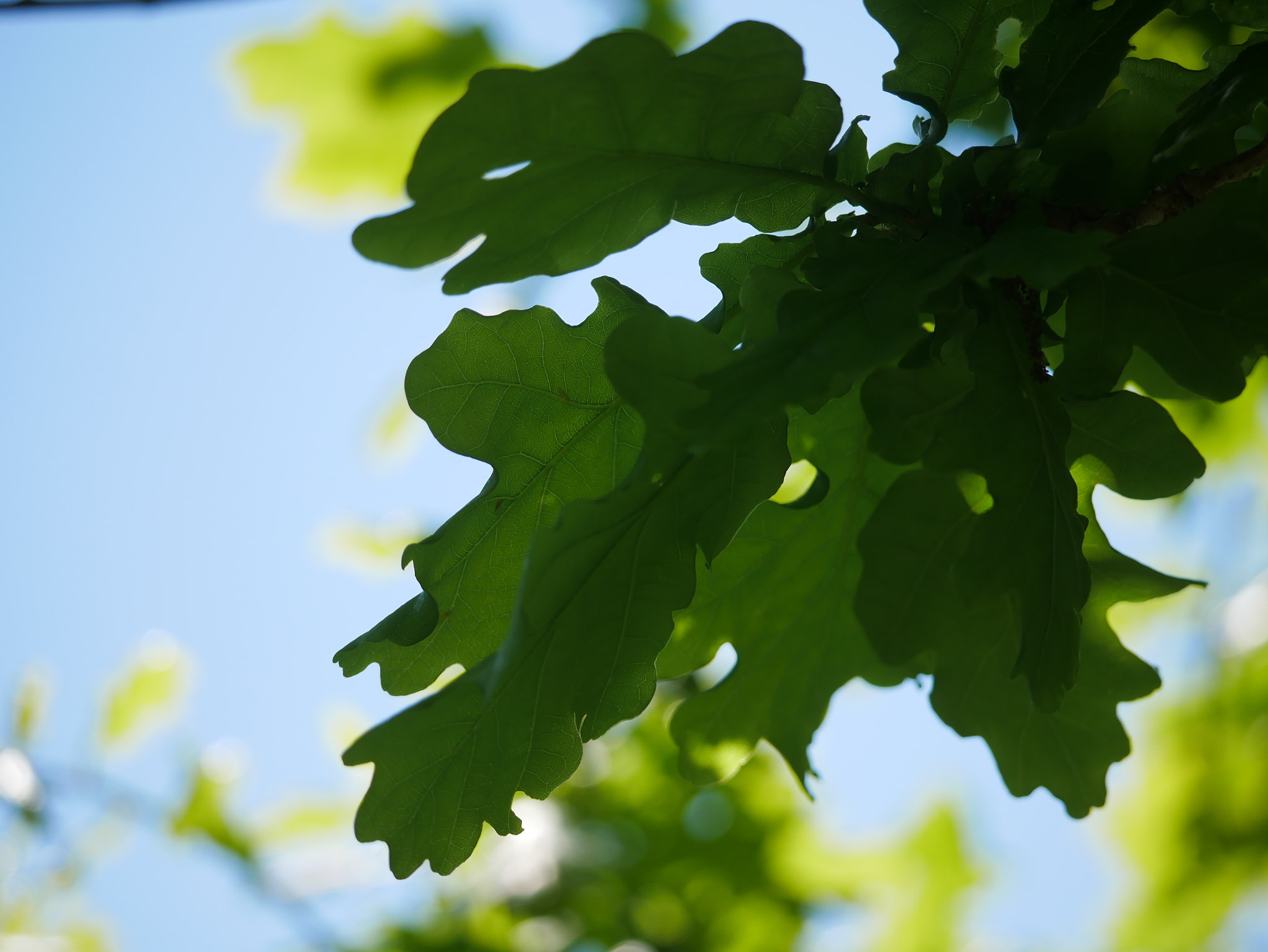 Panasonic Lumix DMC-G85 (Lumix DMC-G80) sample photo. Simple or complex photography