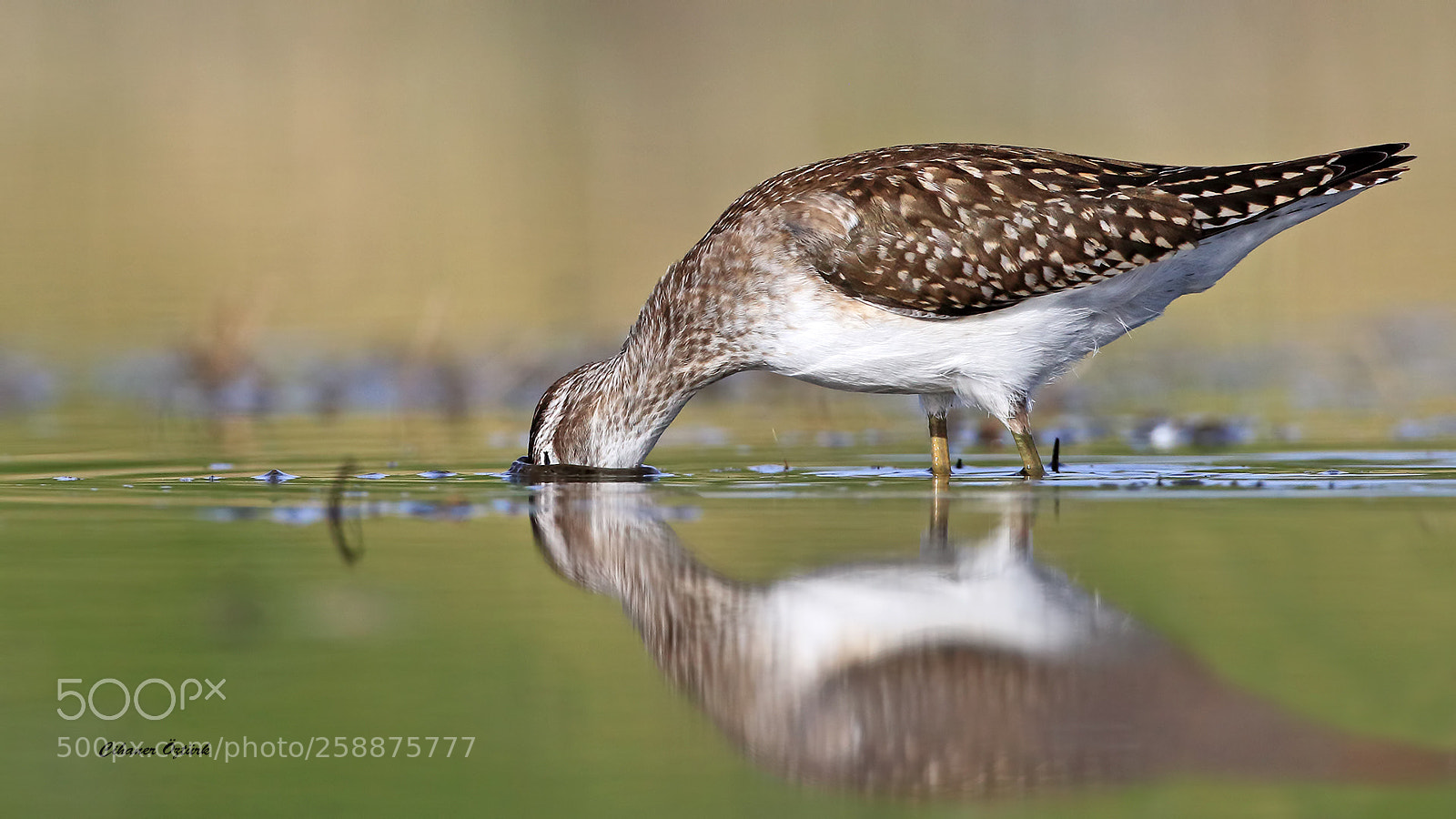 Canon EOS 7D Mark II sample photo. Wood sandpiper. photography