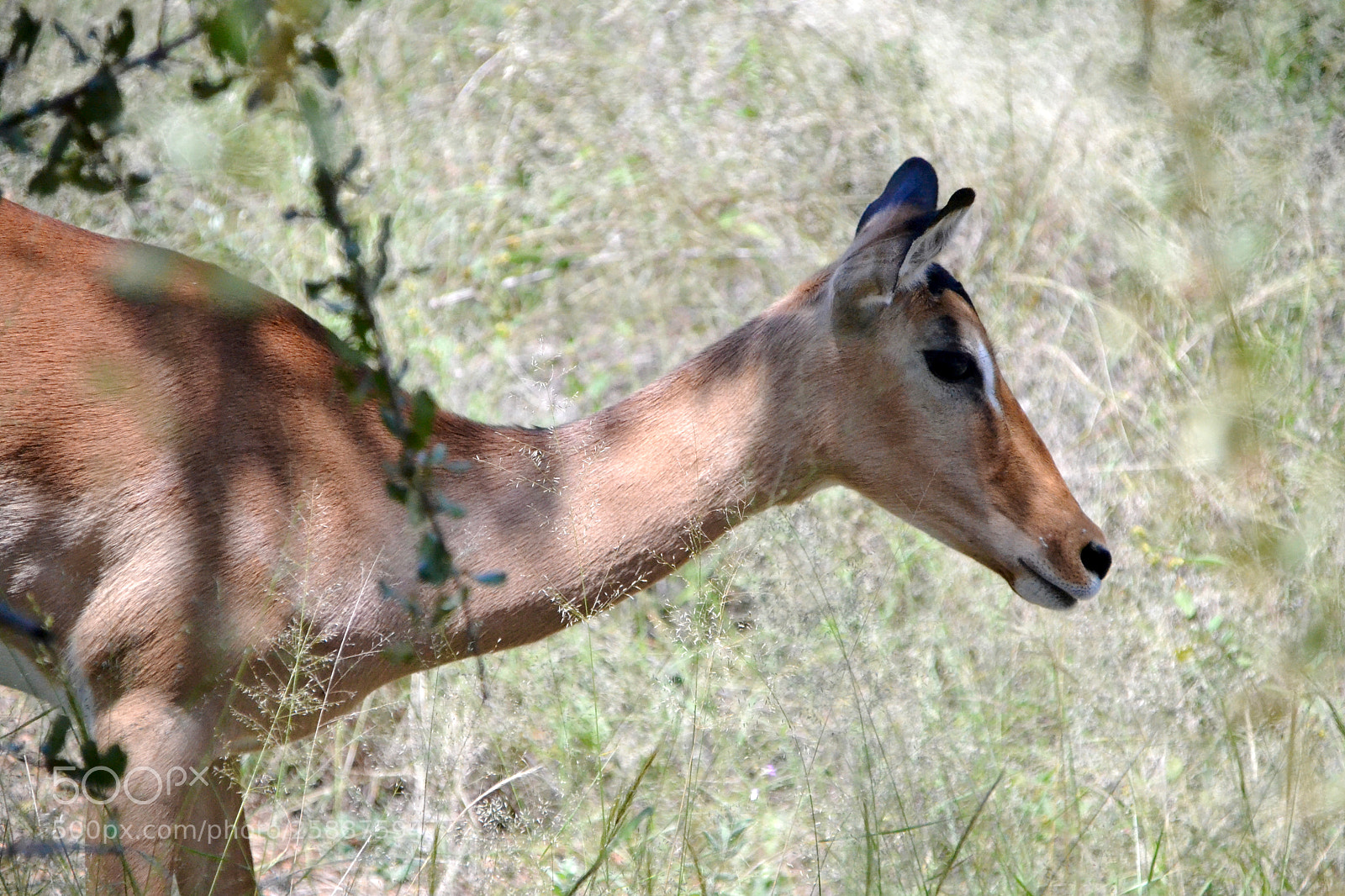 Nikon D3100 sample photo. Profile of this lady photography