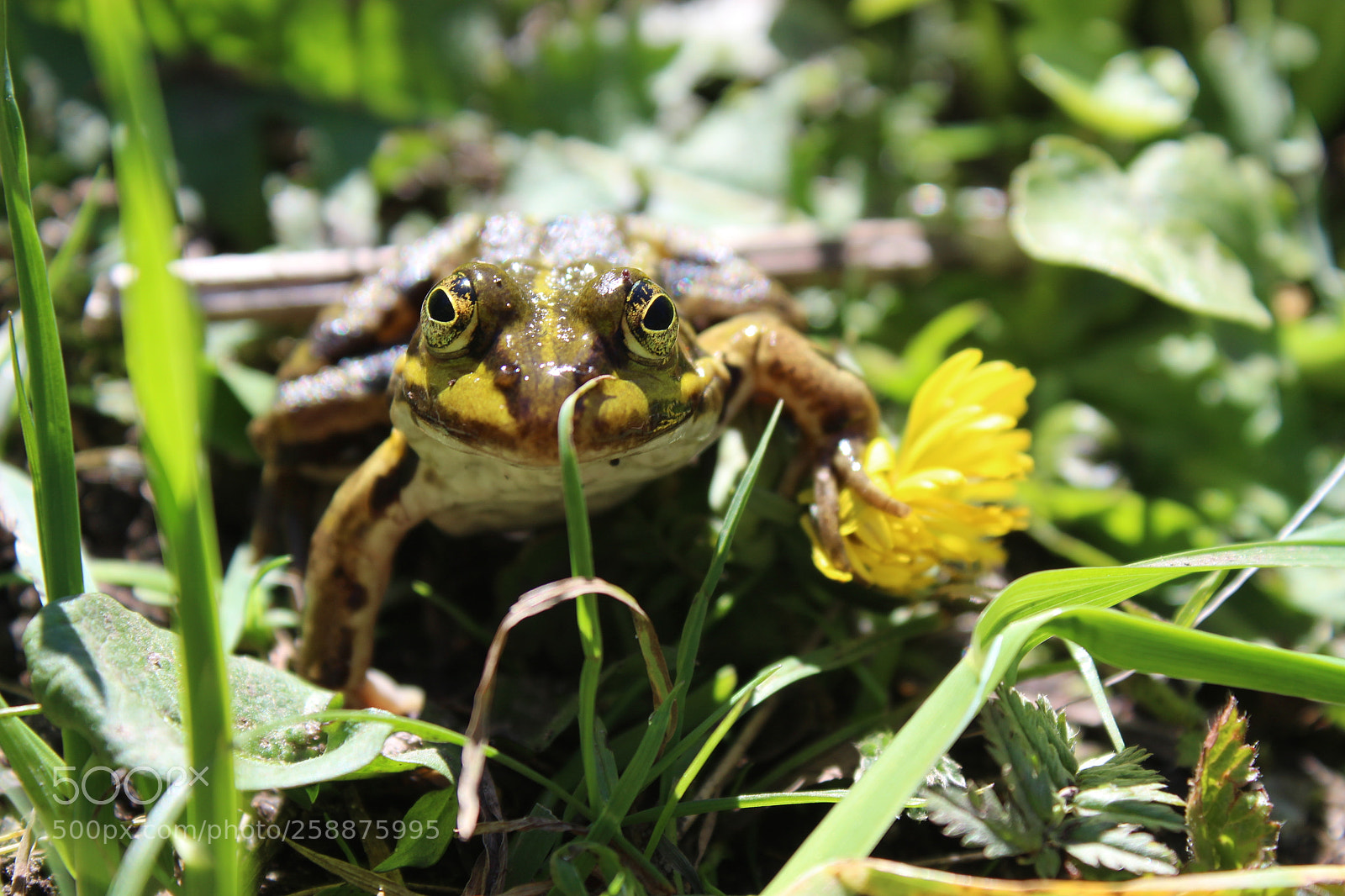 Canon EOS 1300D (EOS Rebel T6 / EOS Kiss X80) sample photo. Frog photography