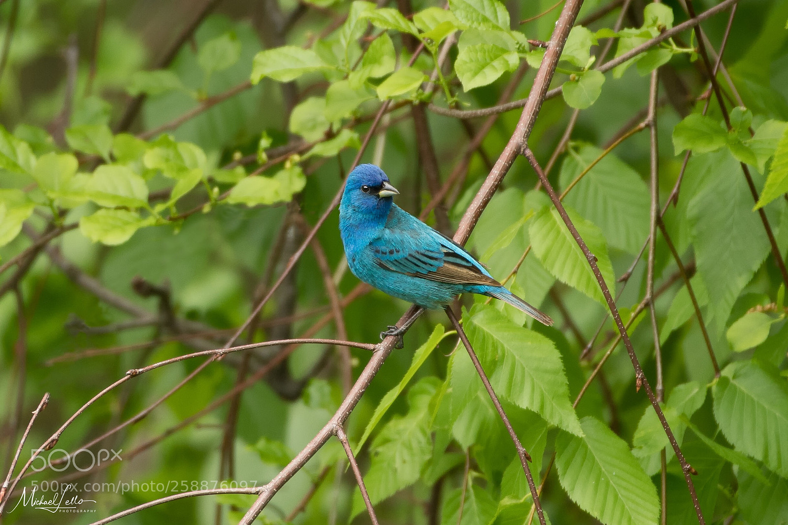 Nikon D500 sample photo. Indigo bunting  photography