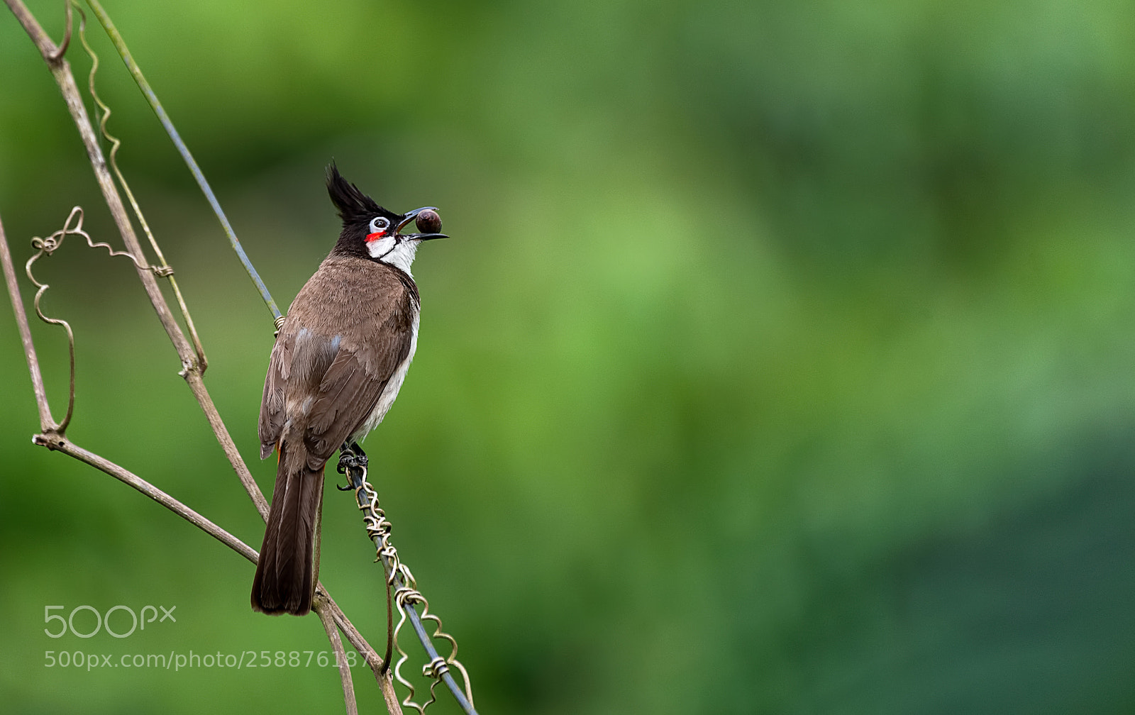 Nikon D750 sample photo. Bulbul - evening coffee!! photography