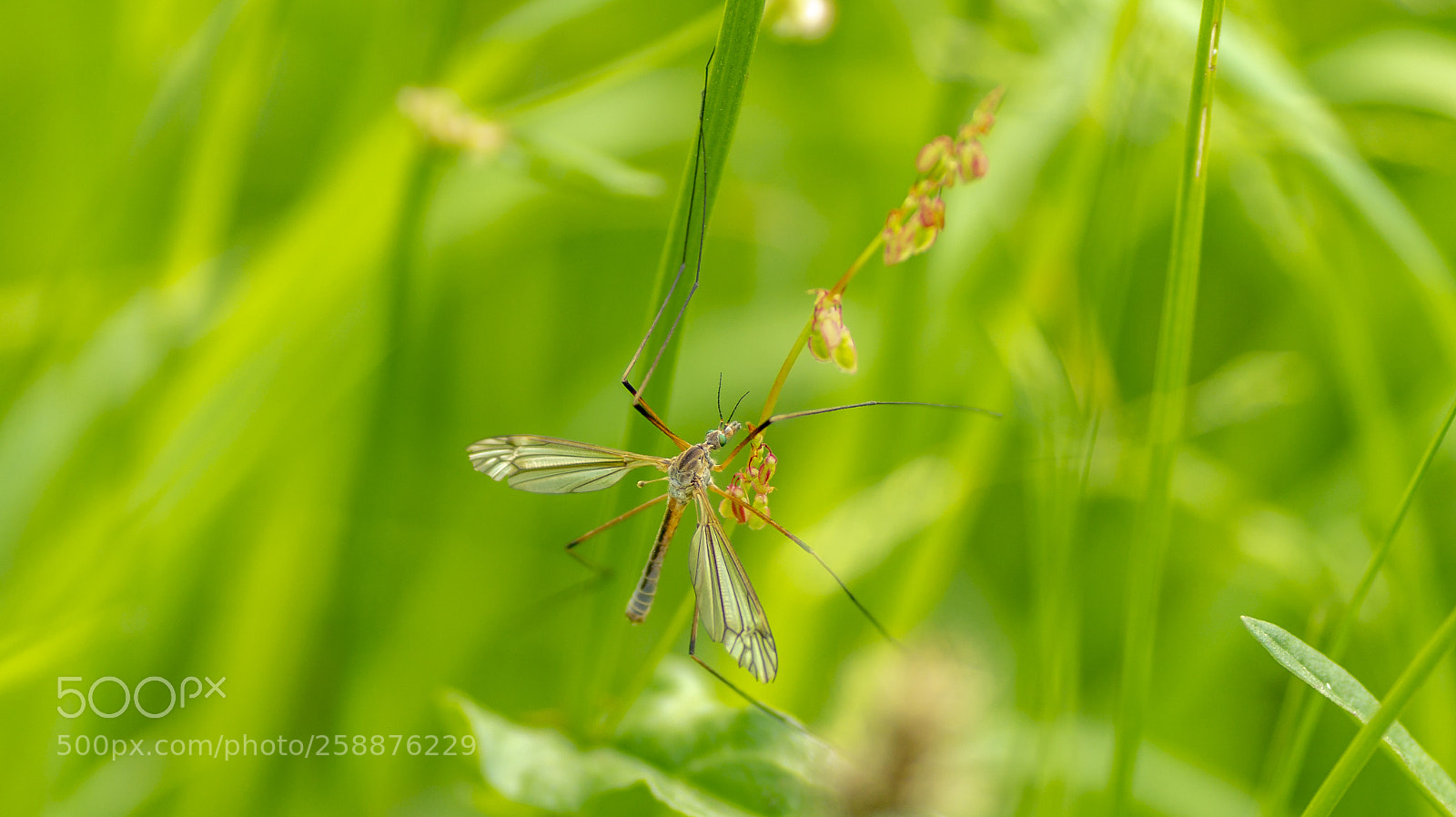 Sony SLT-A58 sample photo. Crane fly photography