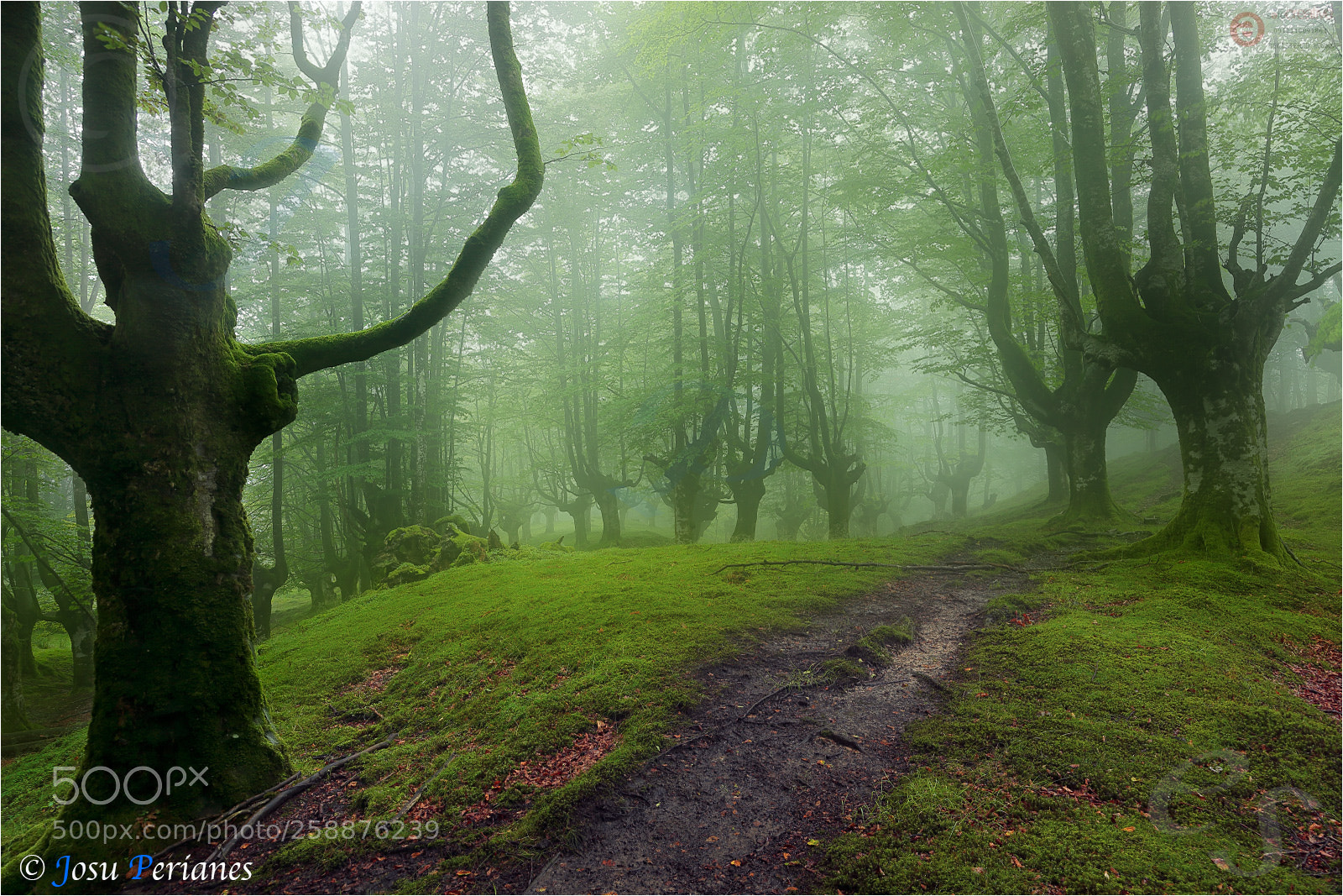 Canon EOS 5D Mark II sample photo. El bosque animado animado photography